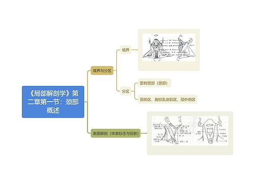 《局部解剖学》第二章第一节：颈部概述