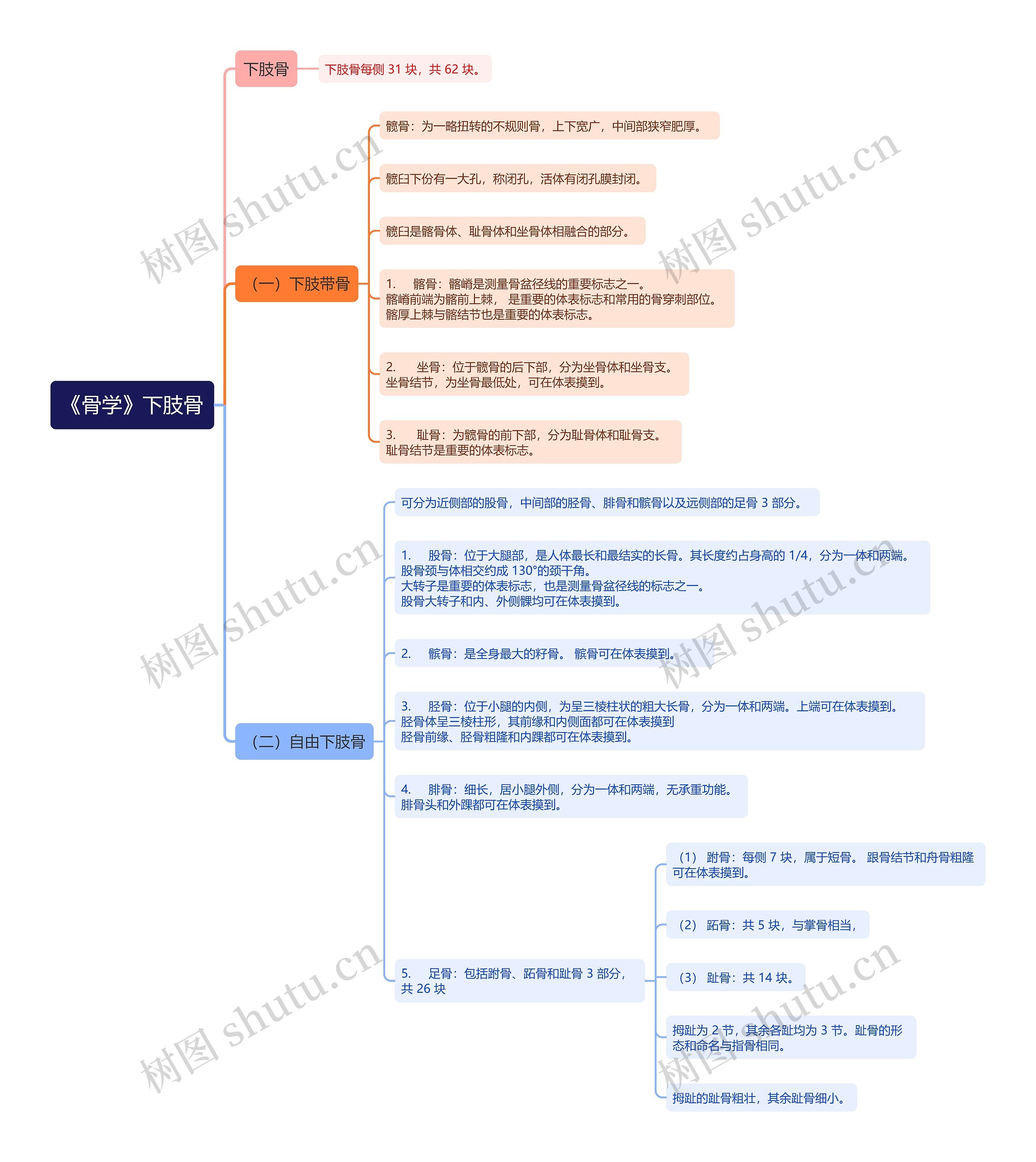 《骨学》下肢骨思维导图