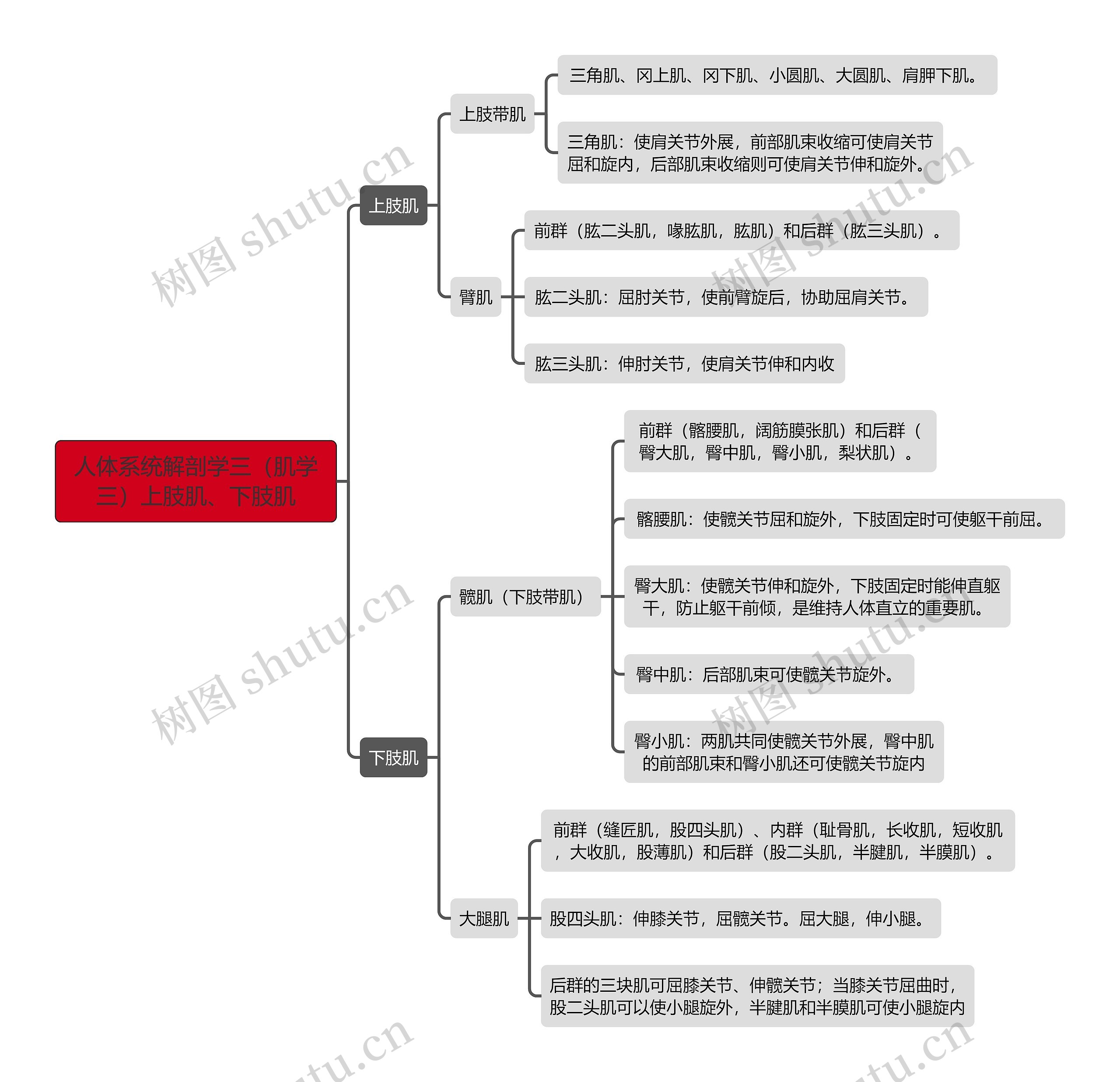 《人体系统解剖学三（肌学三）上肢肌、下肢肌》思维导图