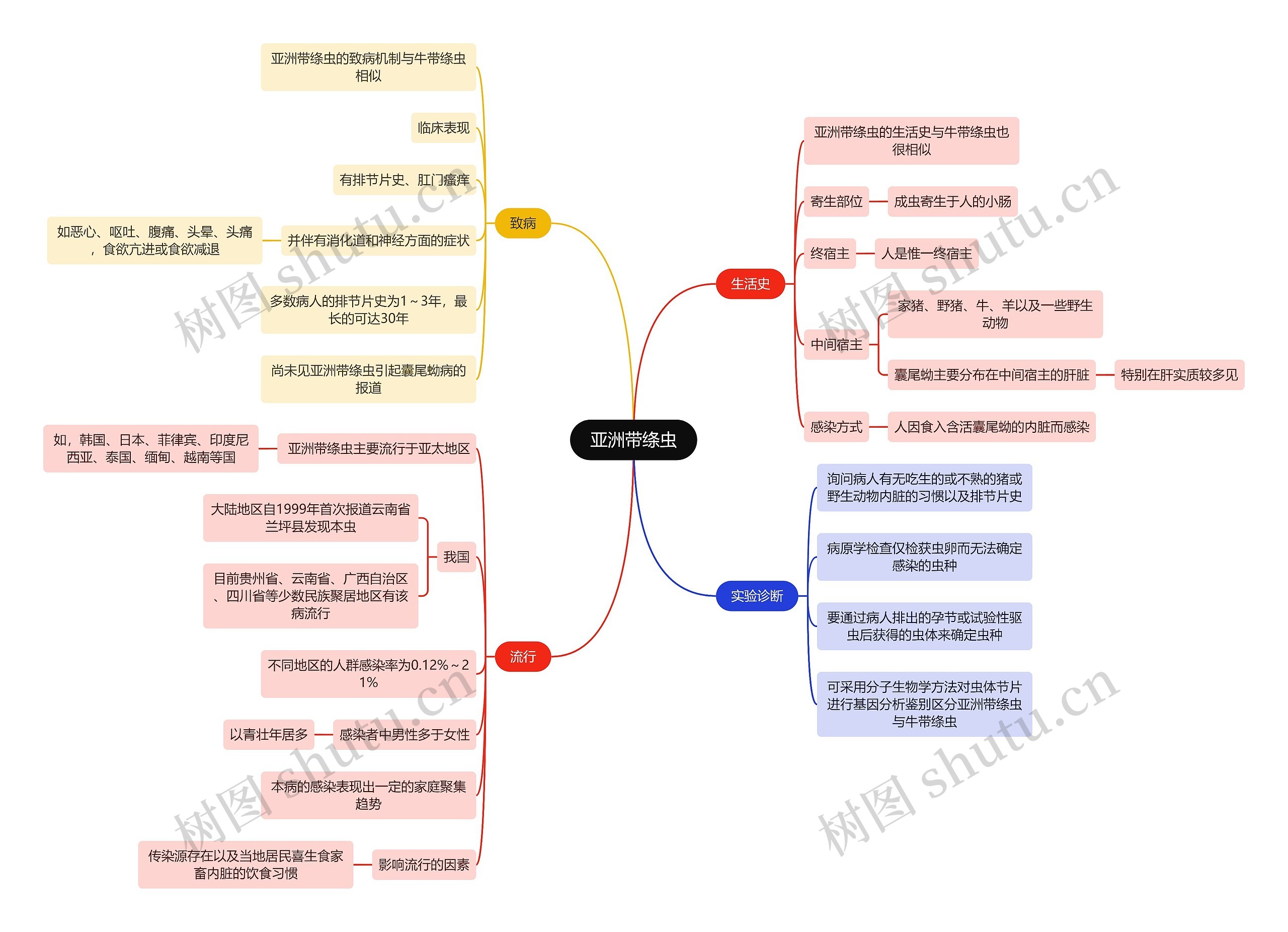 医学知识亚洲带绦虫思维导图