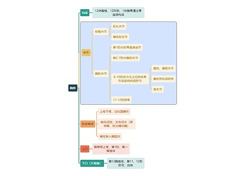 骨学知识胸廓思维导图