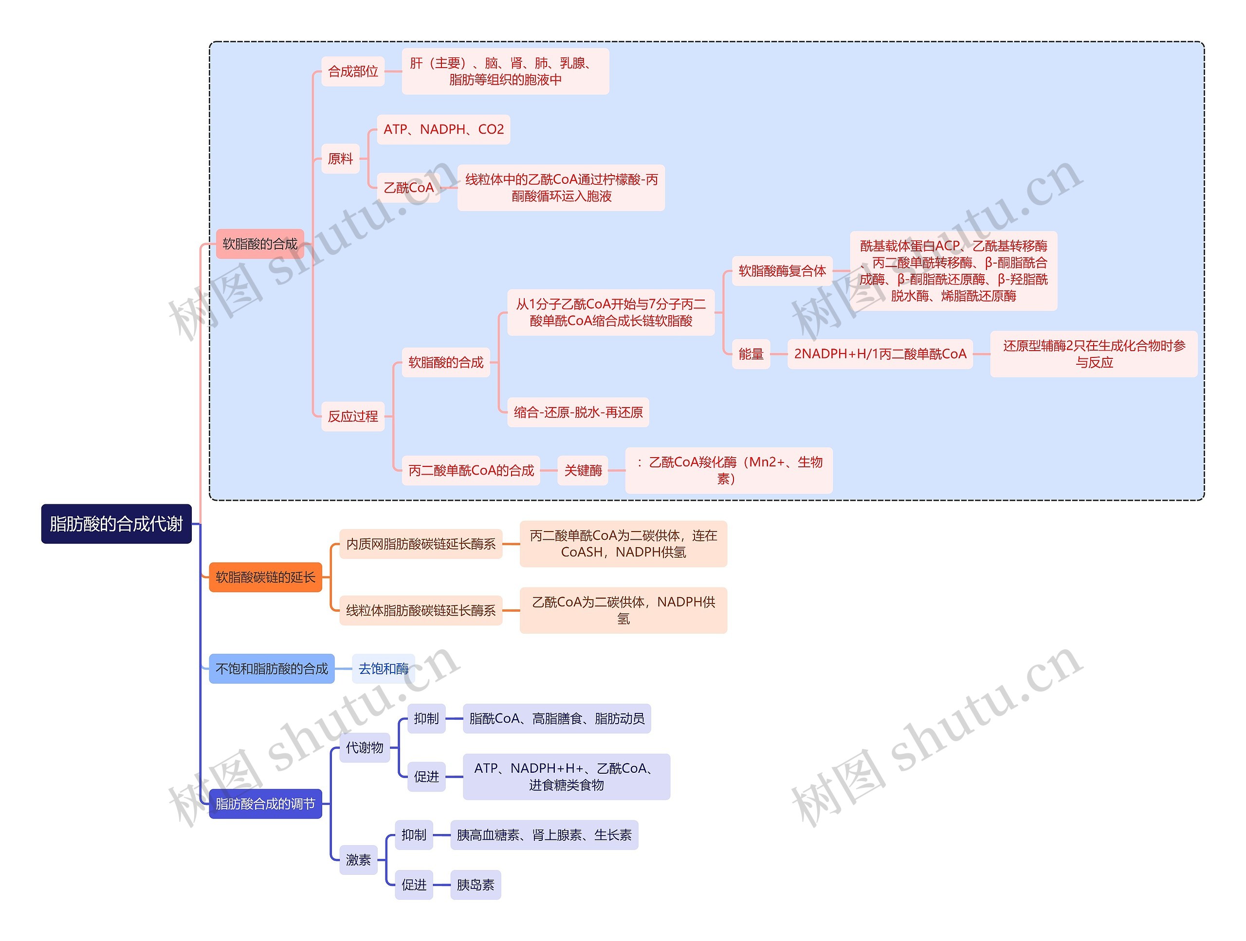 医学知识脂肪酸的合成代谢思维导图
