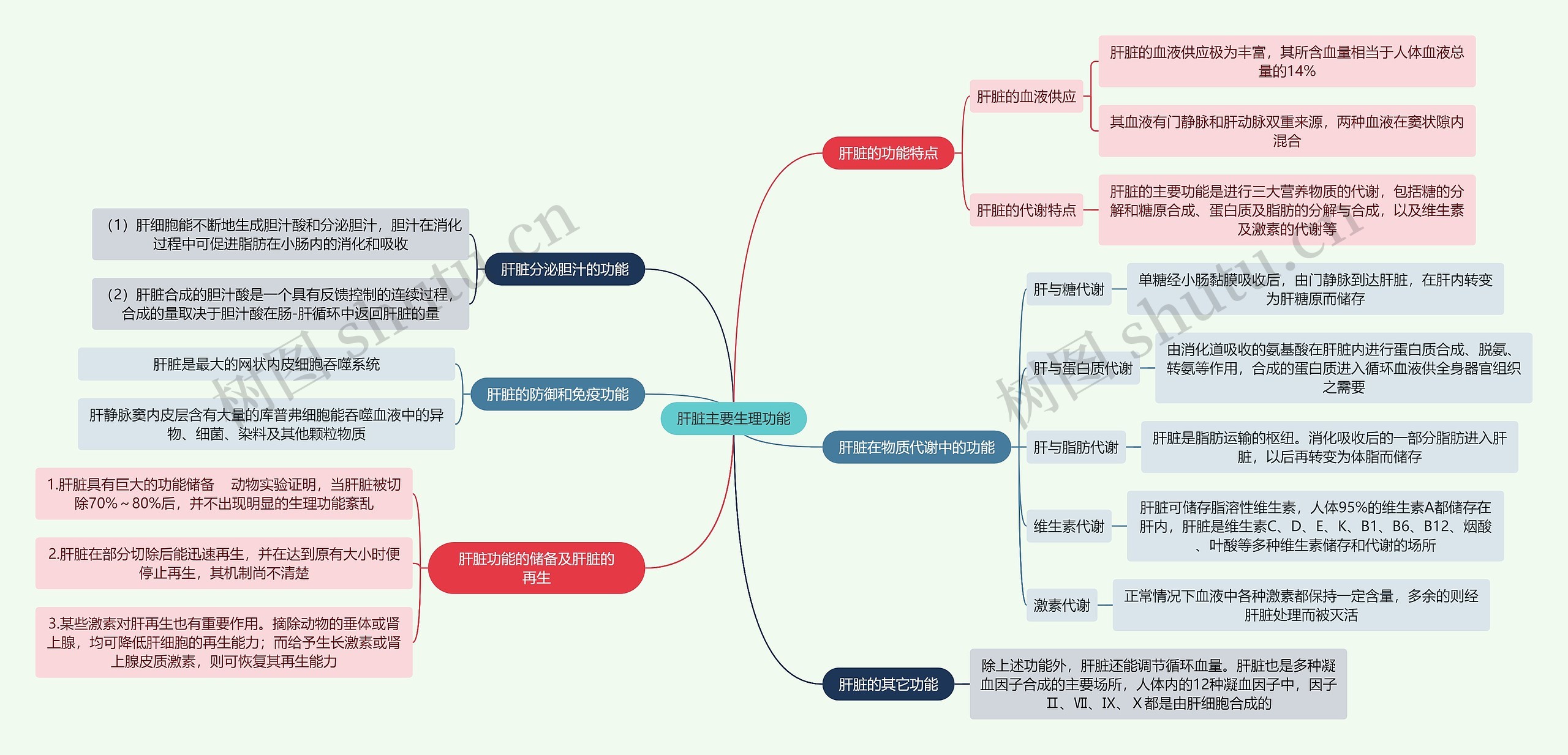 医学知识肝脏主要生理功能思维导图