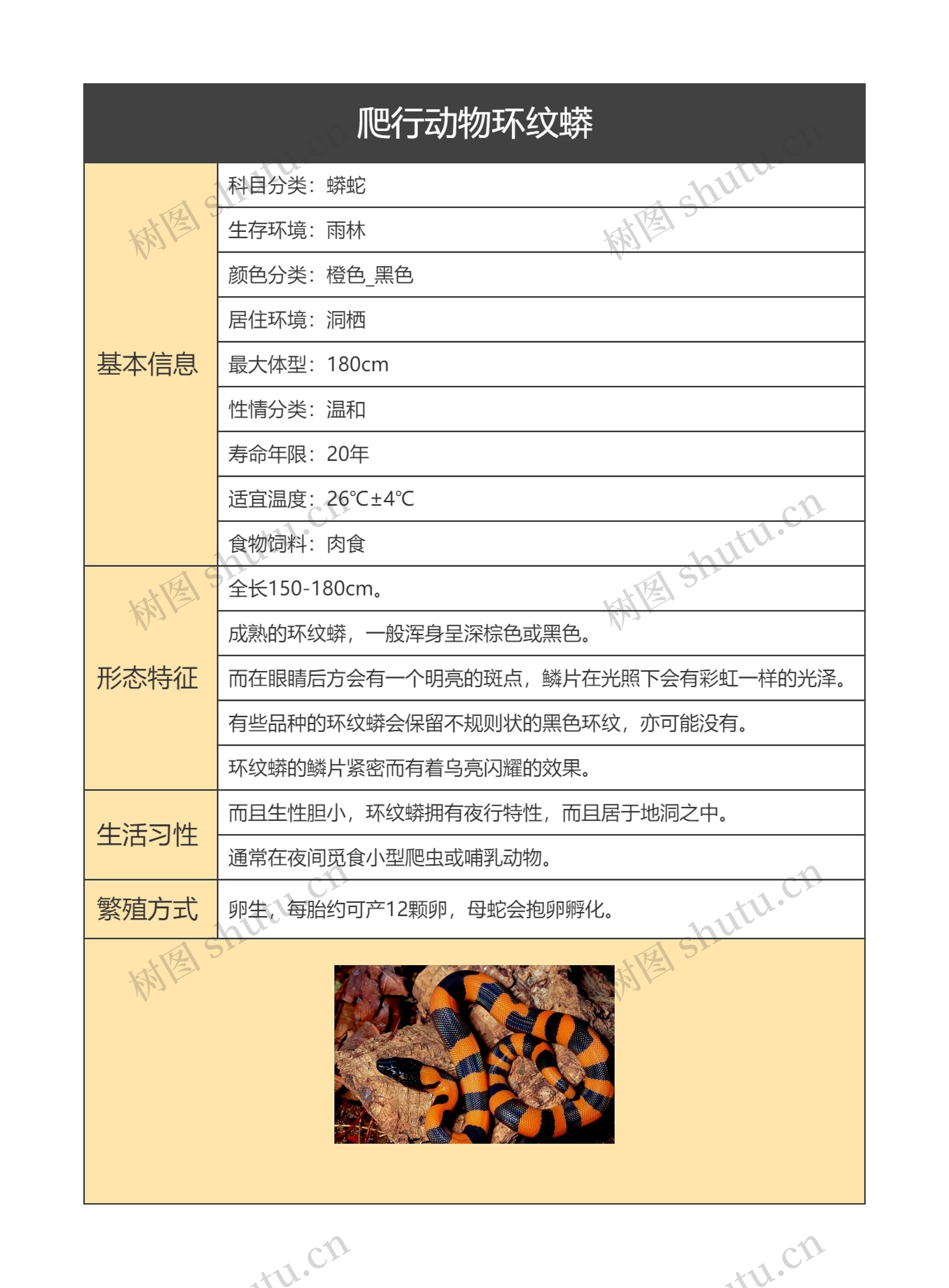 爬行动物环纹蟒思维导图