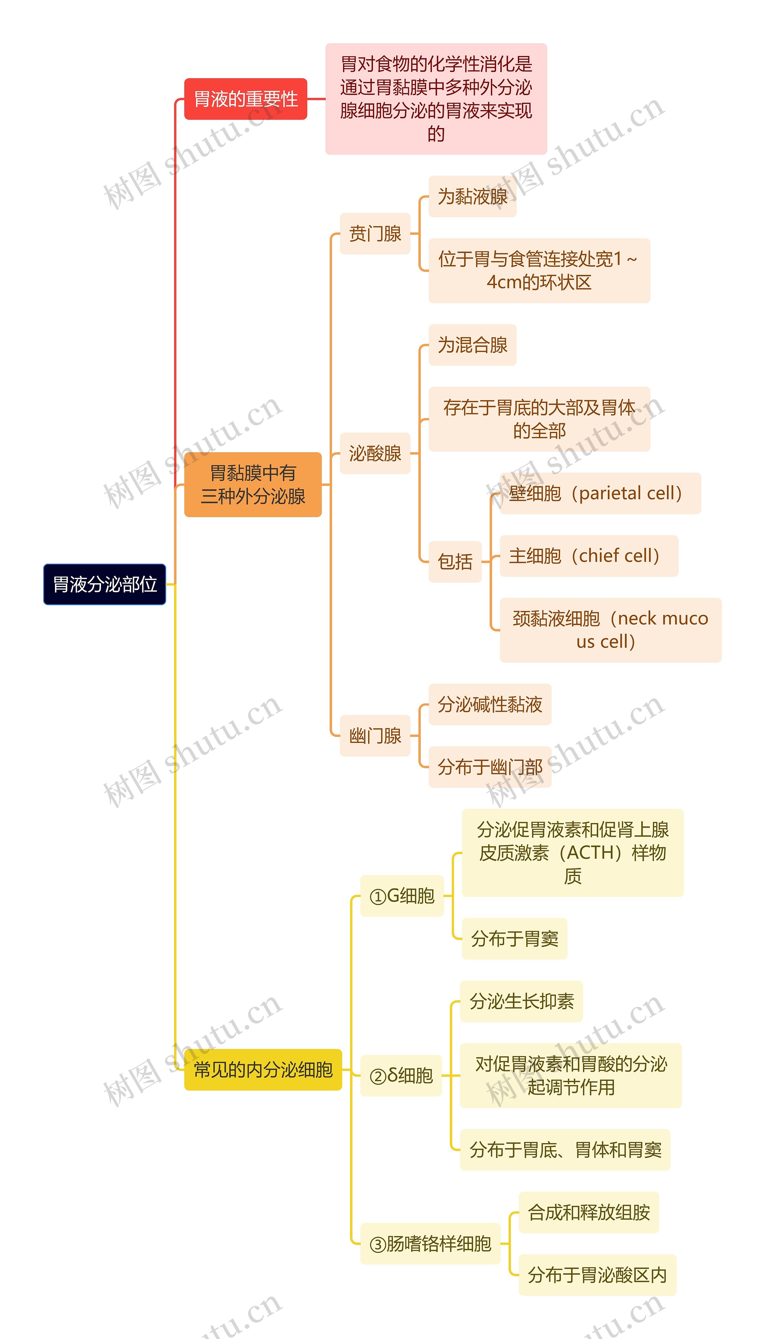 医学知识胃液分泌部位思维导图