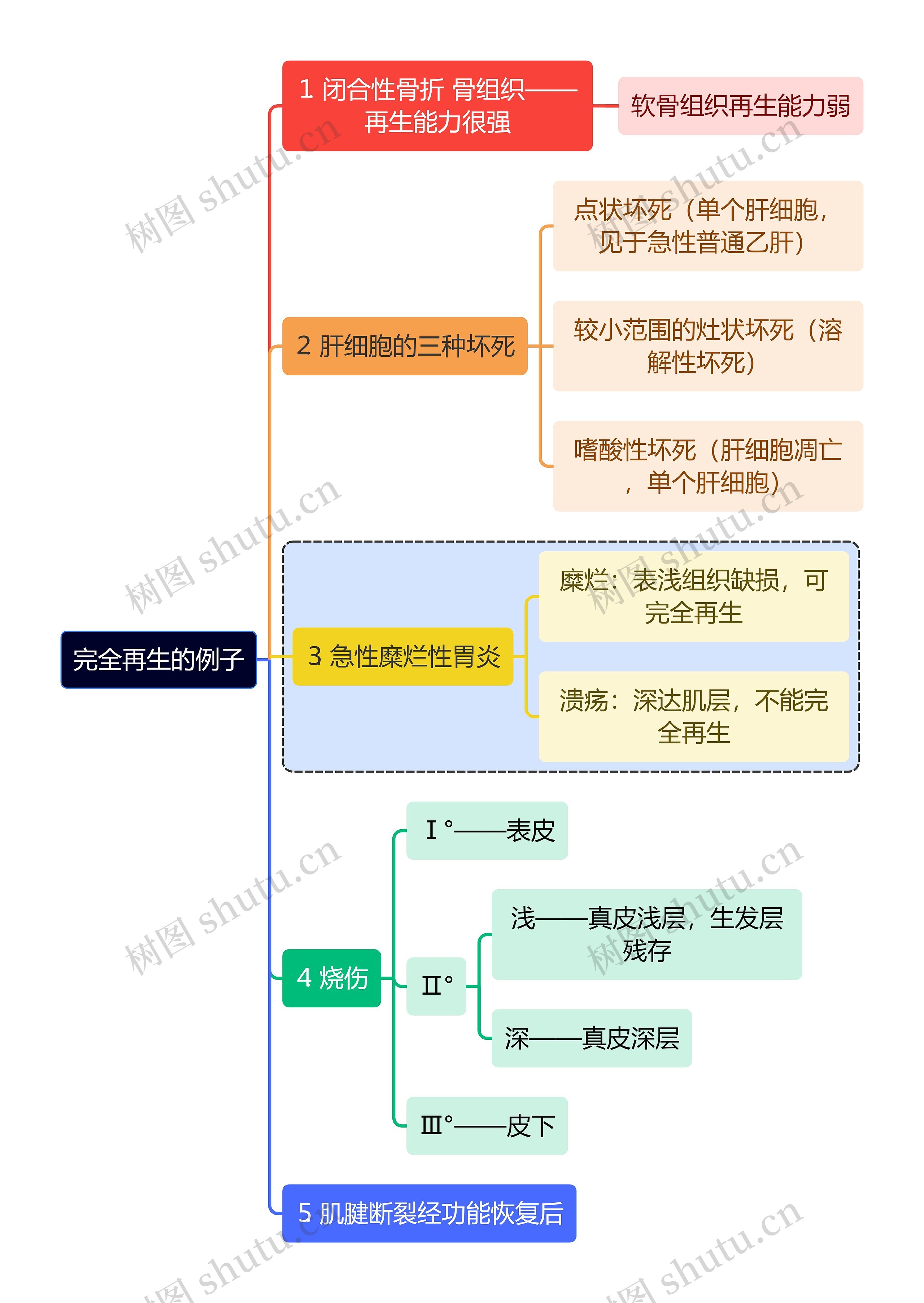 医学知识完全再生的例子思维导图