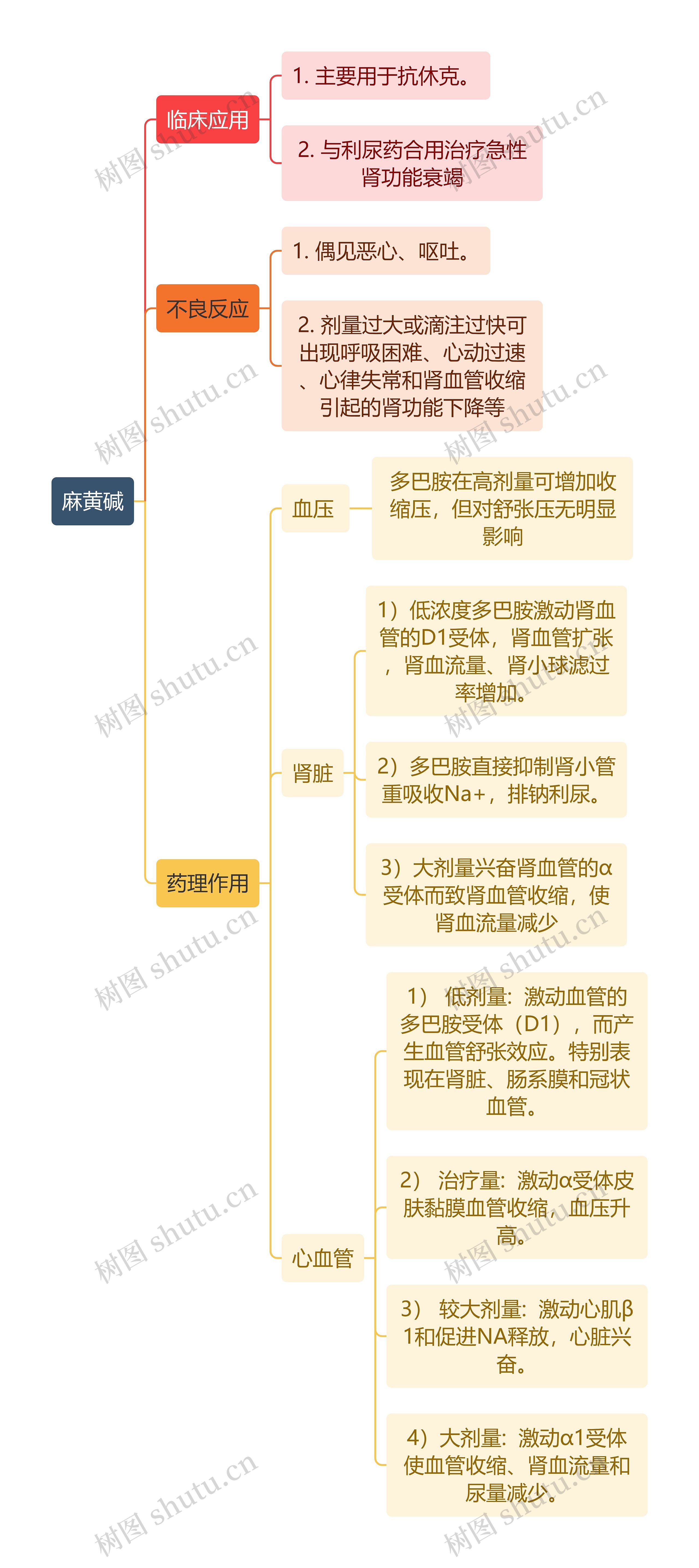 医学知识麻黄碱思维导图