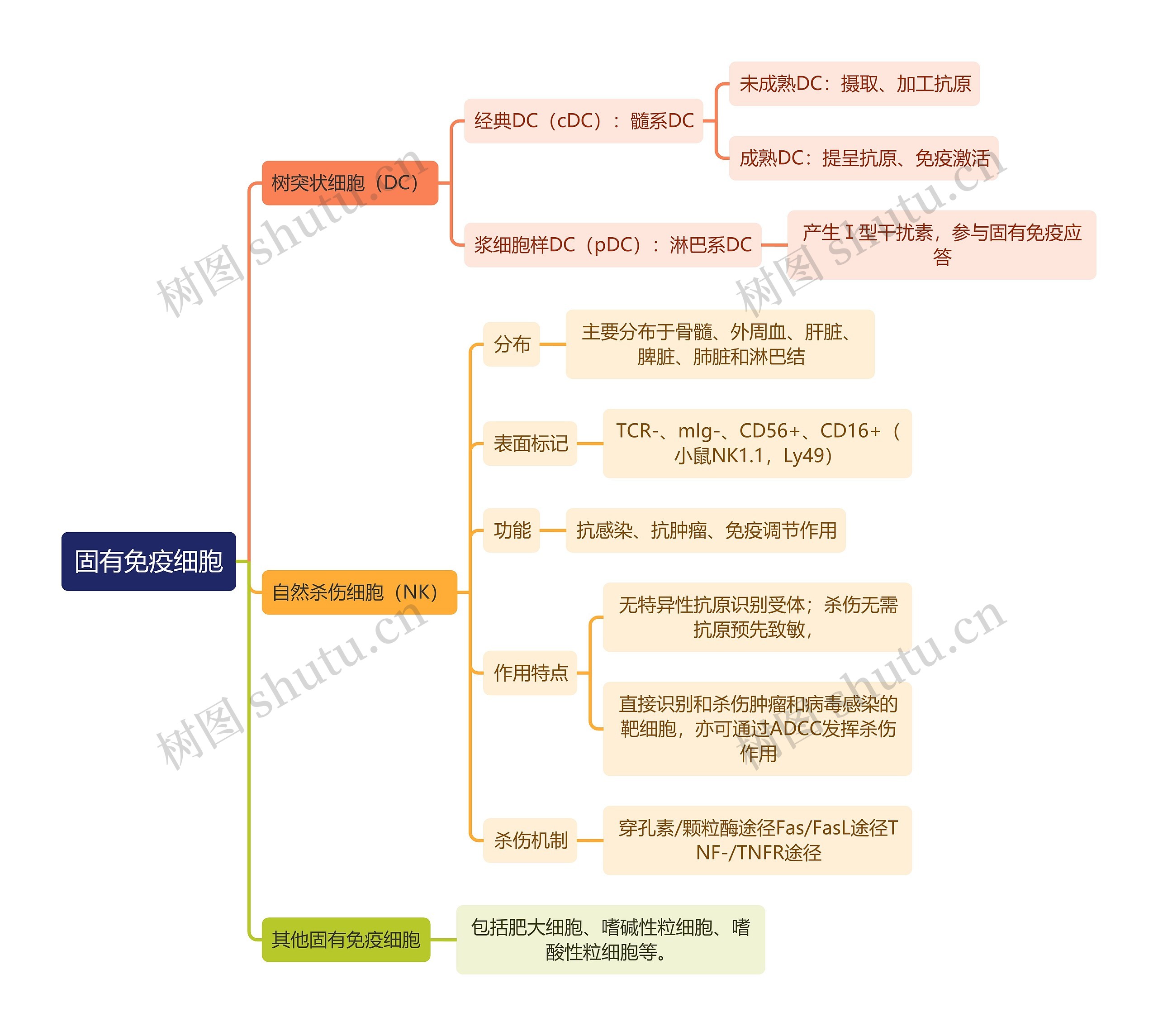 医学知识固有免疫细胞思维导图高清图 医学知识固有免疫细胞思维导图