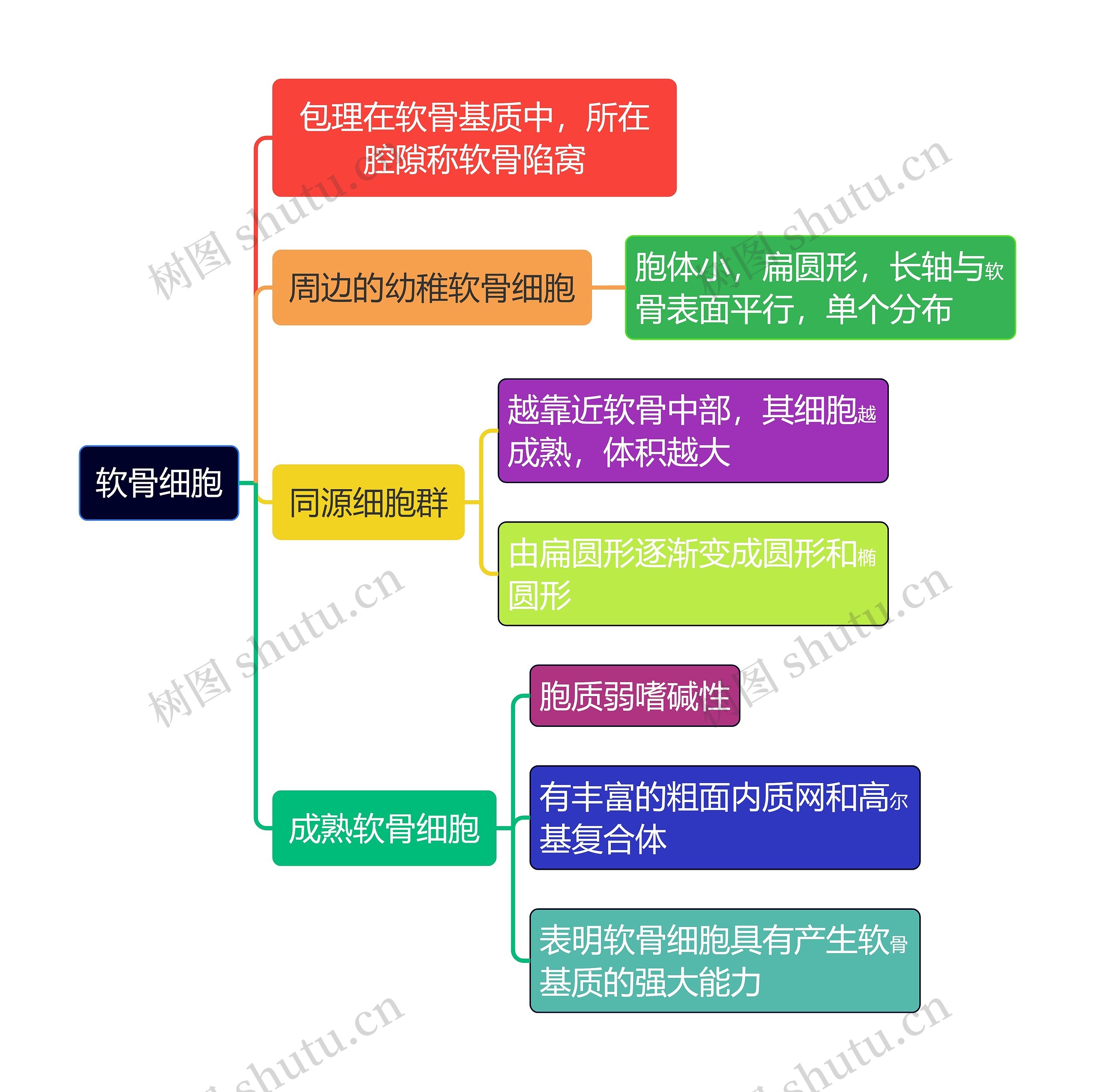 医学知识软骨细胞思维导图