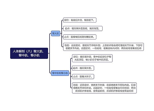 《人体解剖（八）臀大肌、臀中肌、臀小肌》思维导图