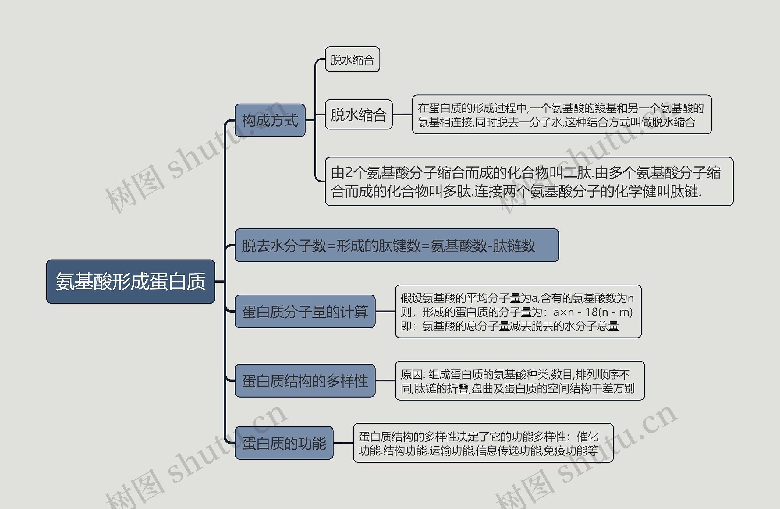 氨基酸形成蛋白质的思维导图