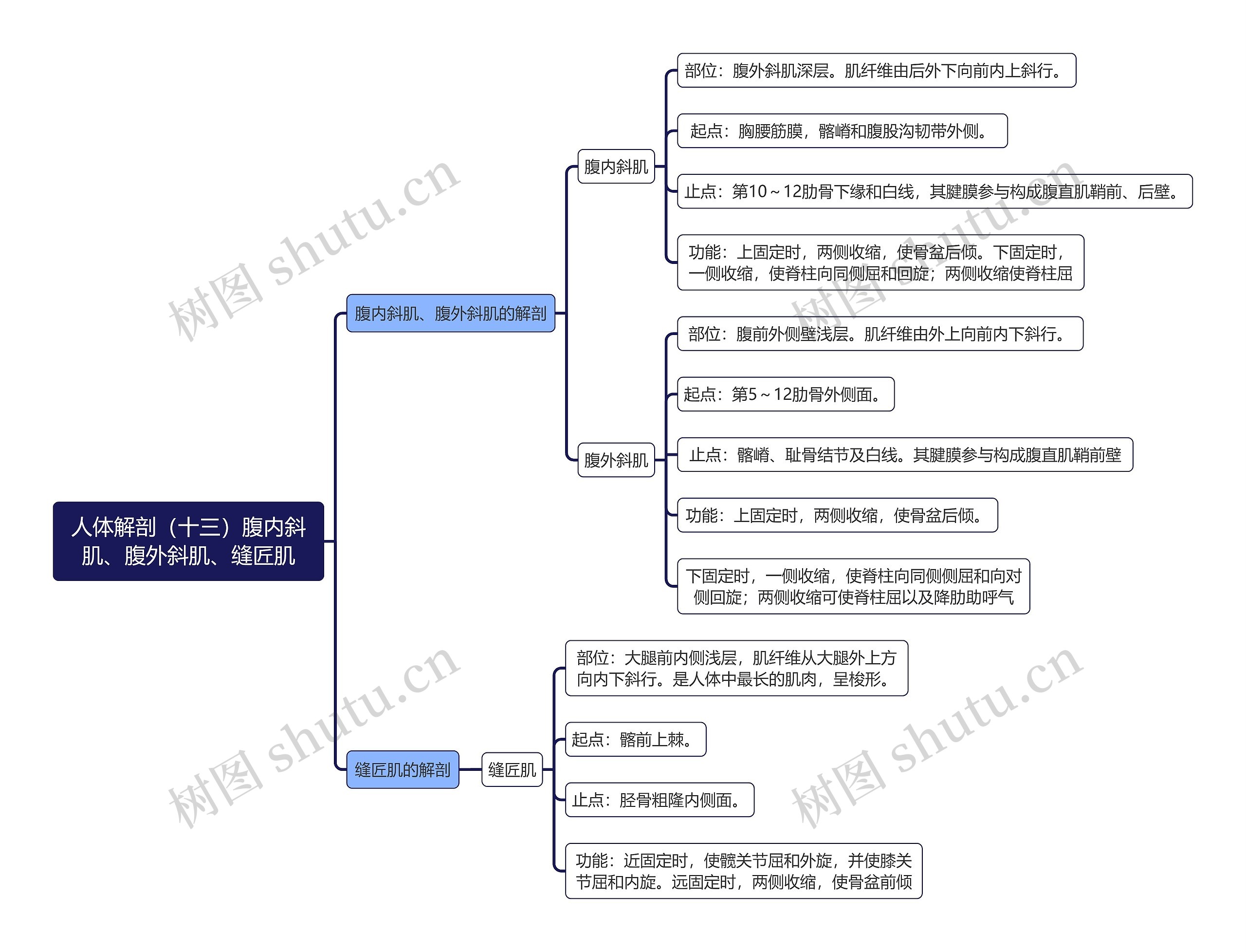 《人体解剖（十三）腹内斜肌、腹外斜肌、缝匠肌》思维导图