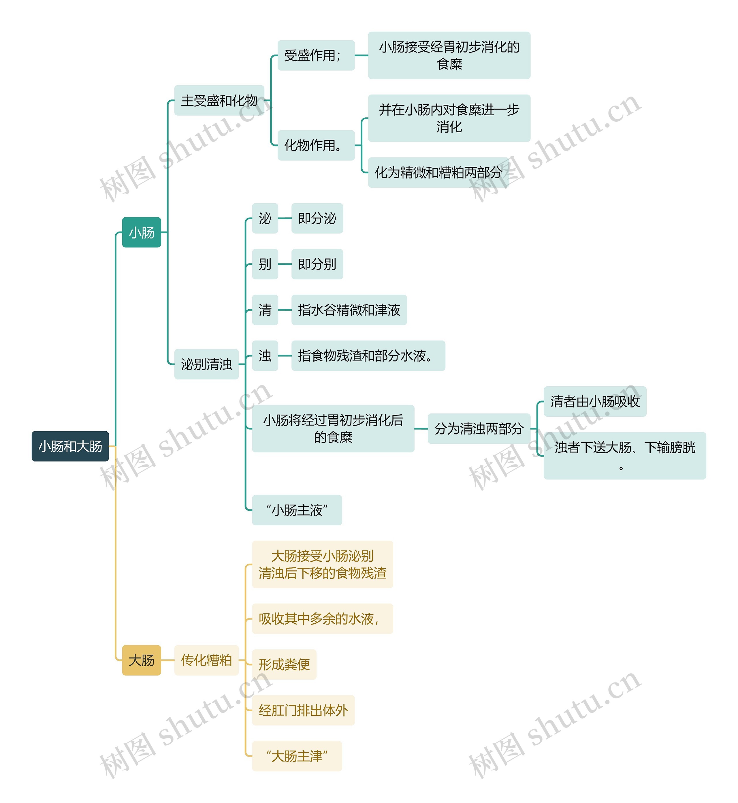 中医知识小肠和大肠思维导图
