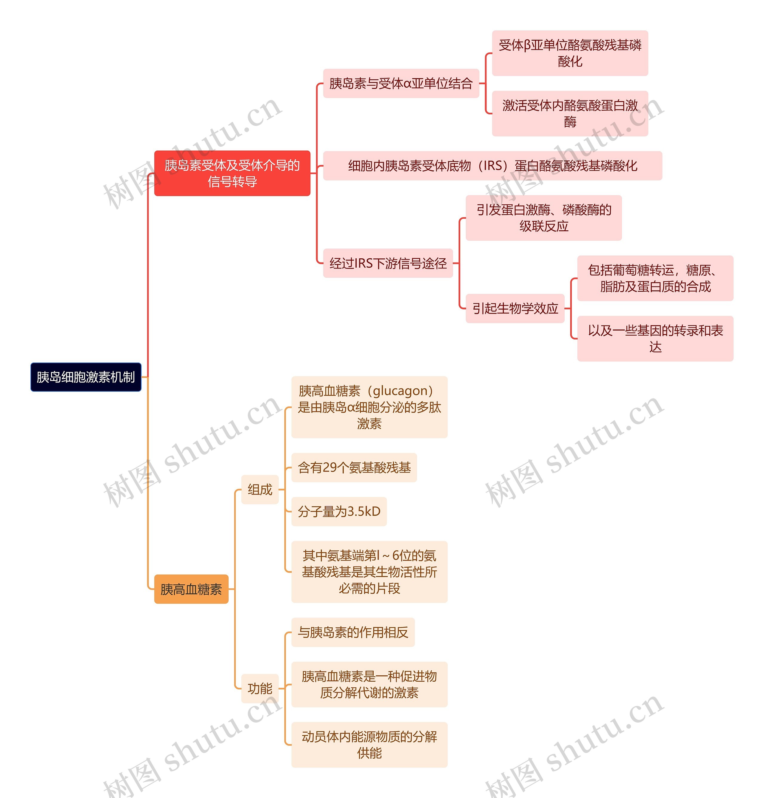 医学知识胰岛细胞激素机制思维导图
