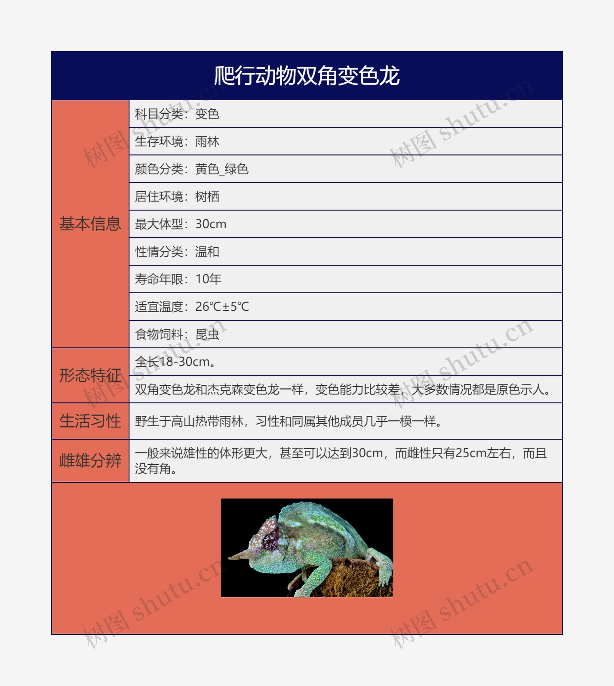 爬行动物双角变色龙思维导图