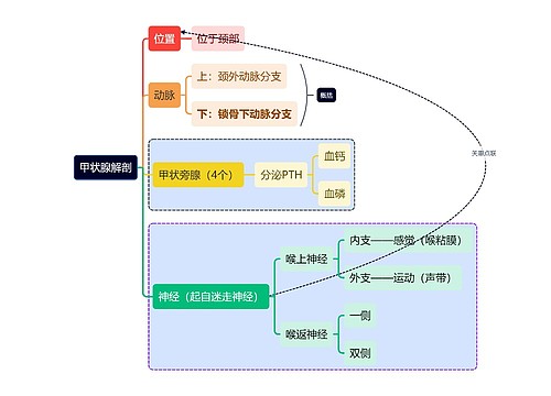 医学知识甲状腺解剖思维导图