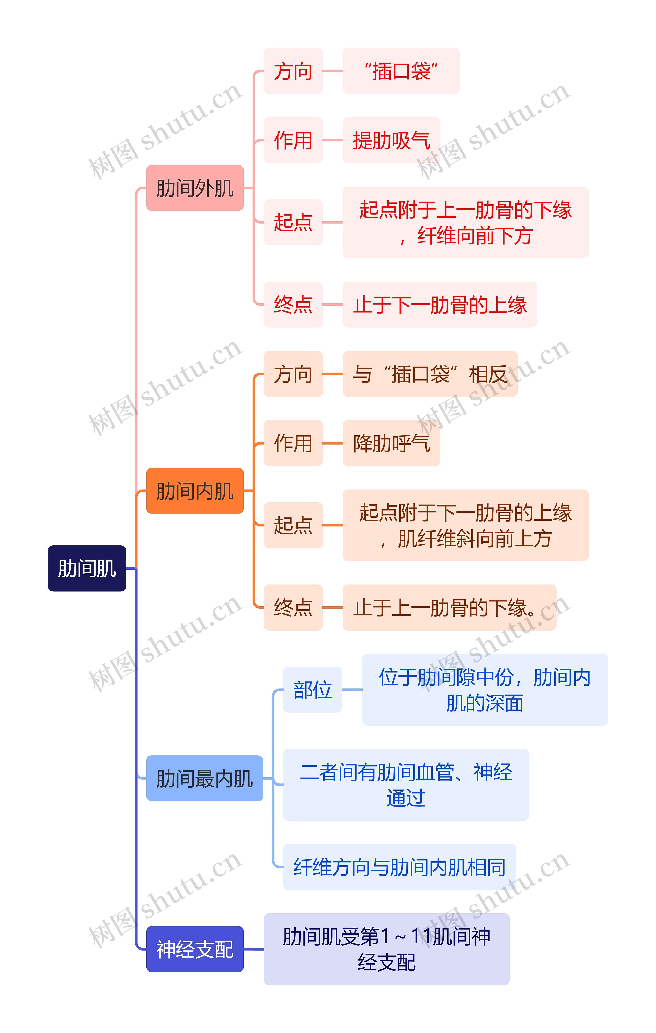 解剖学知识肋间肌思维导图