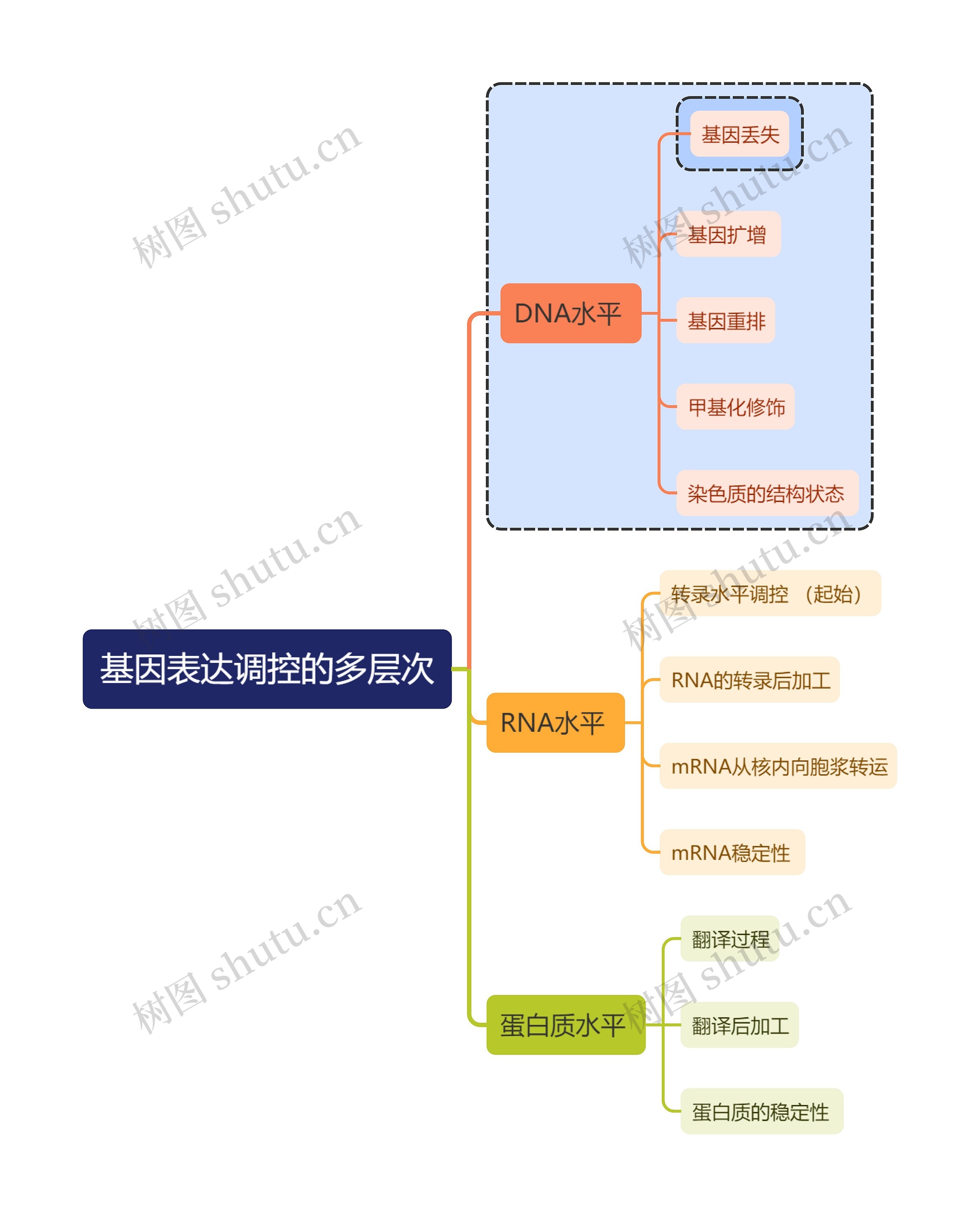 医学知识基因表达调控的多层次思维导图