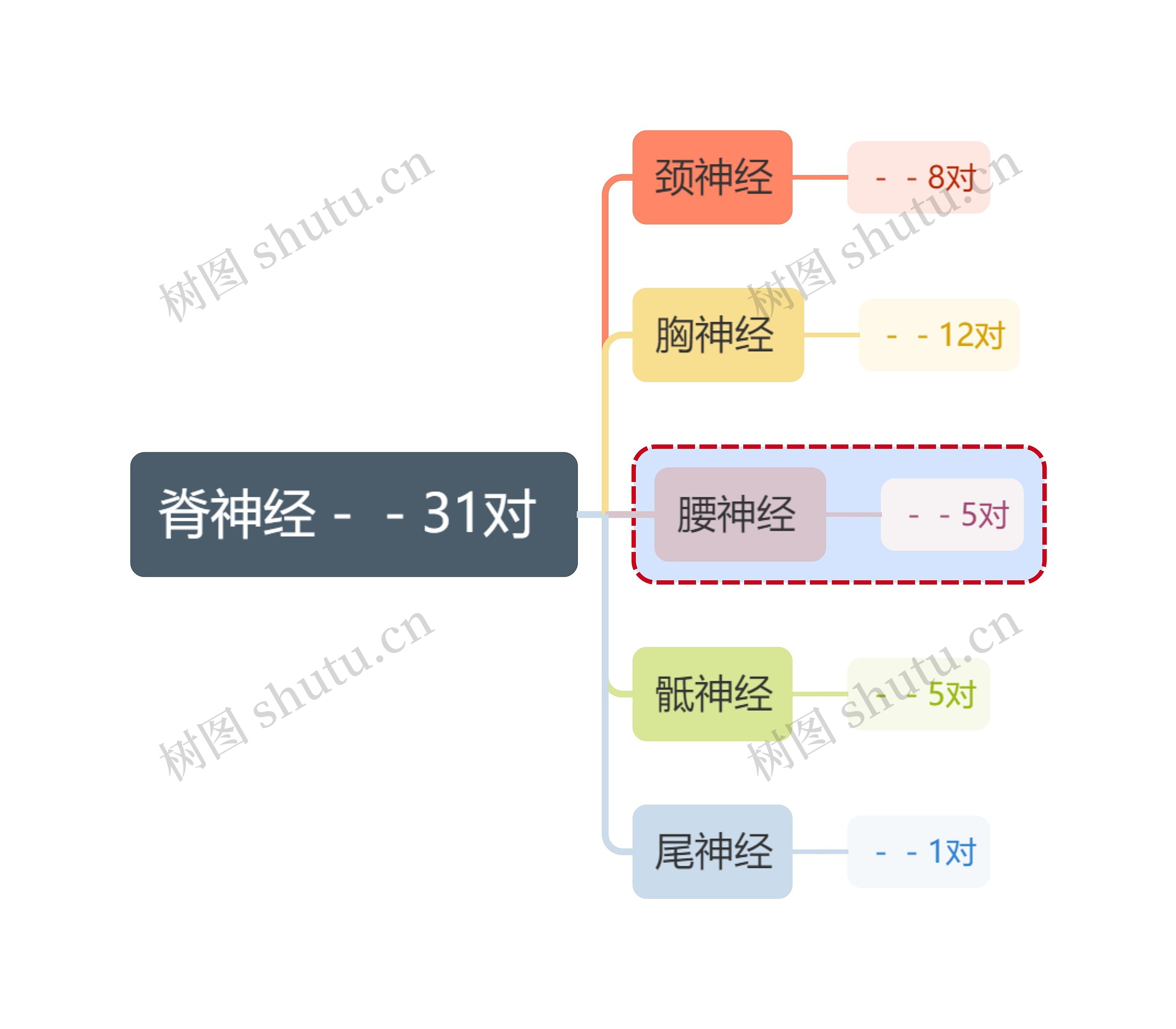 医学知识脊神经思维导图