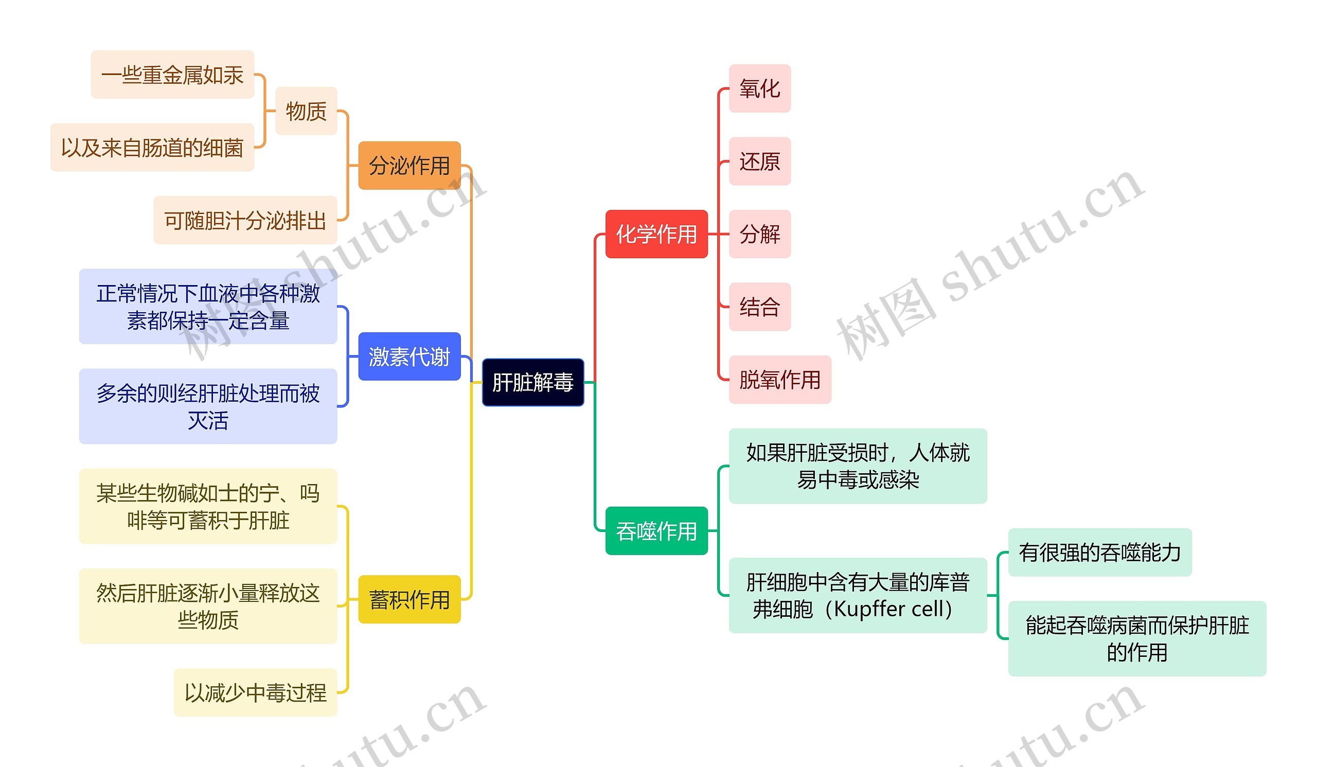 医学知识肝脏解毒思维导图