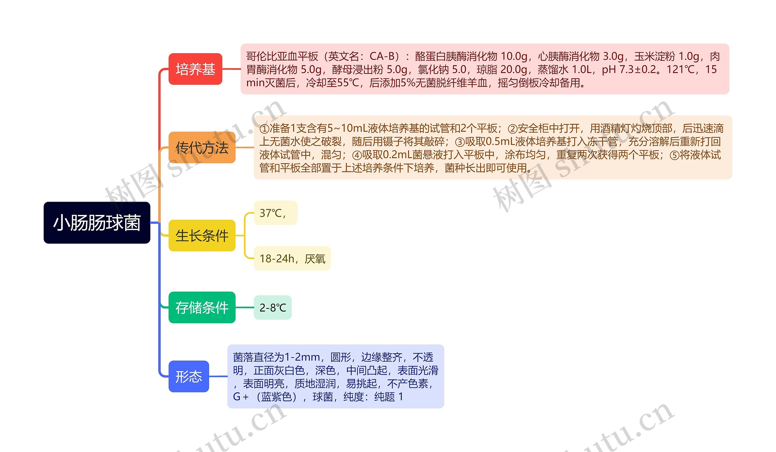 小肠肠球菌思维导图