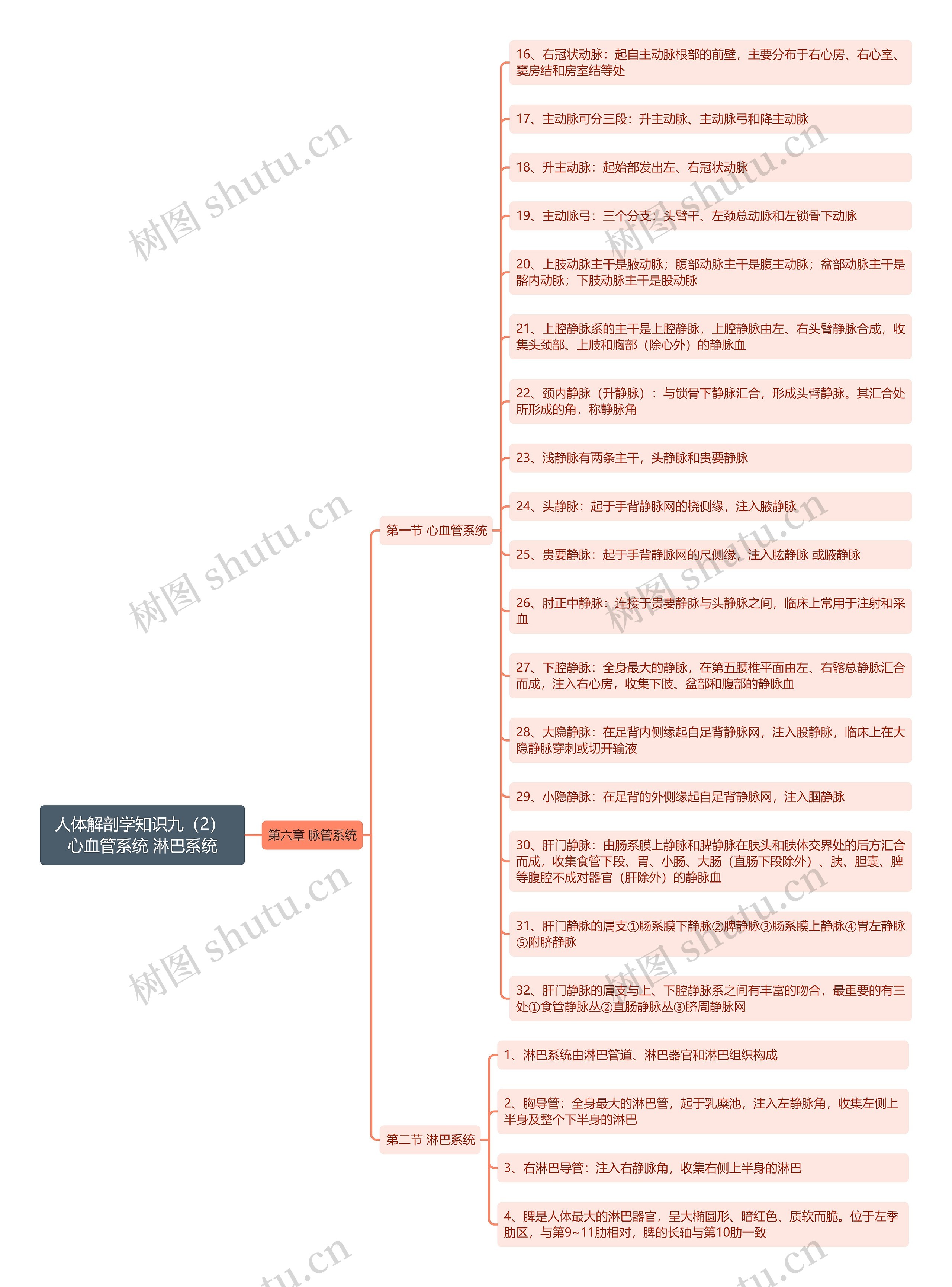 《人体解剖学知识九（2） 心血管系统 淋巴系统》思维导图