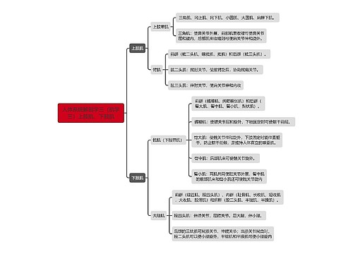 《人体系统解剖学三（肌学三）上肢肌、下肢肌》思维导图