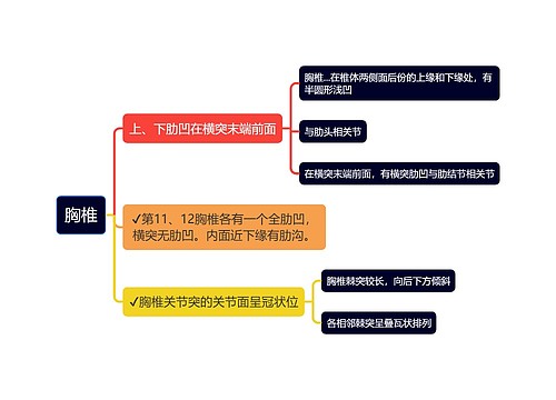 医学知识胸椎思维导图