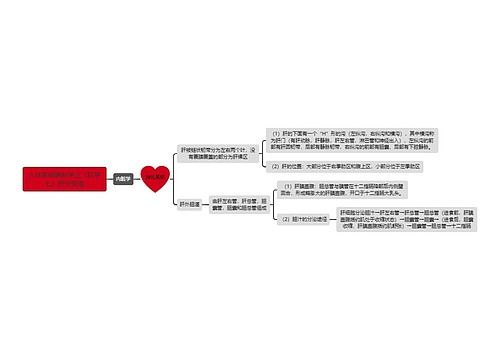 《人体系统解剖学三（肌学七）肝外胆道》思维导图