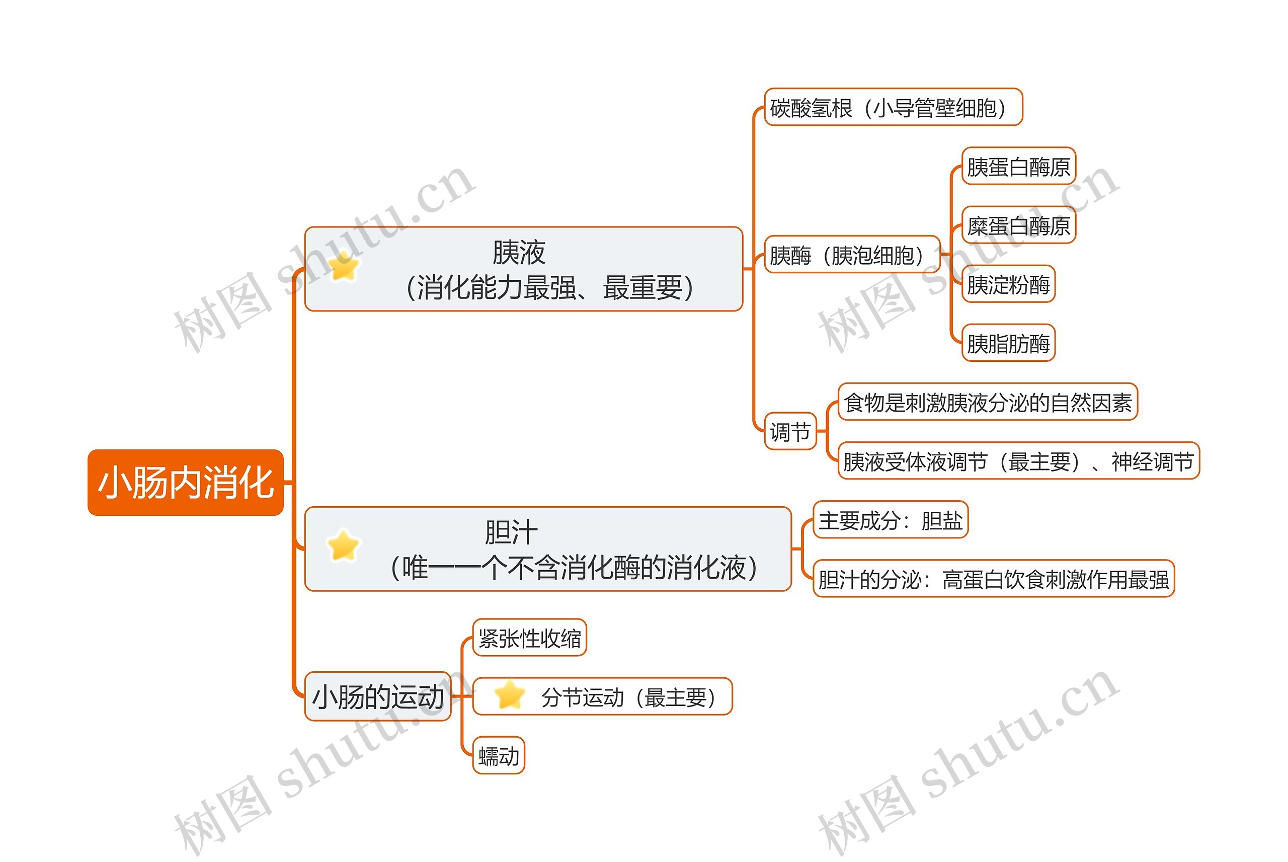 《小肠内消化》思维导图