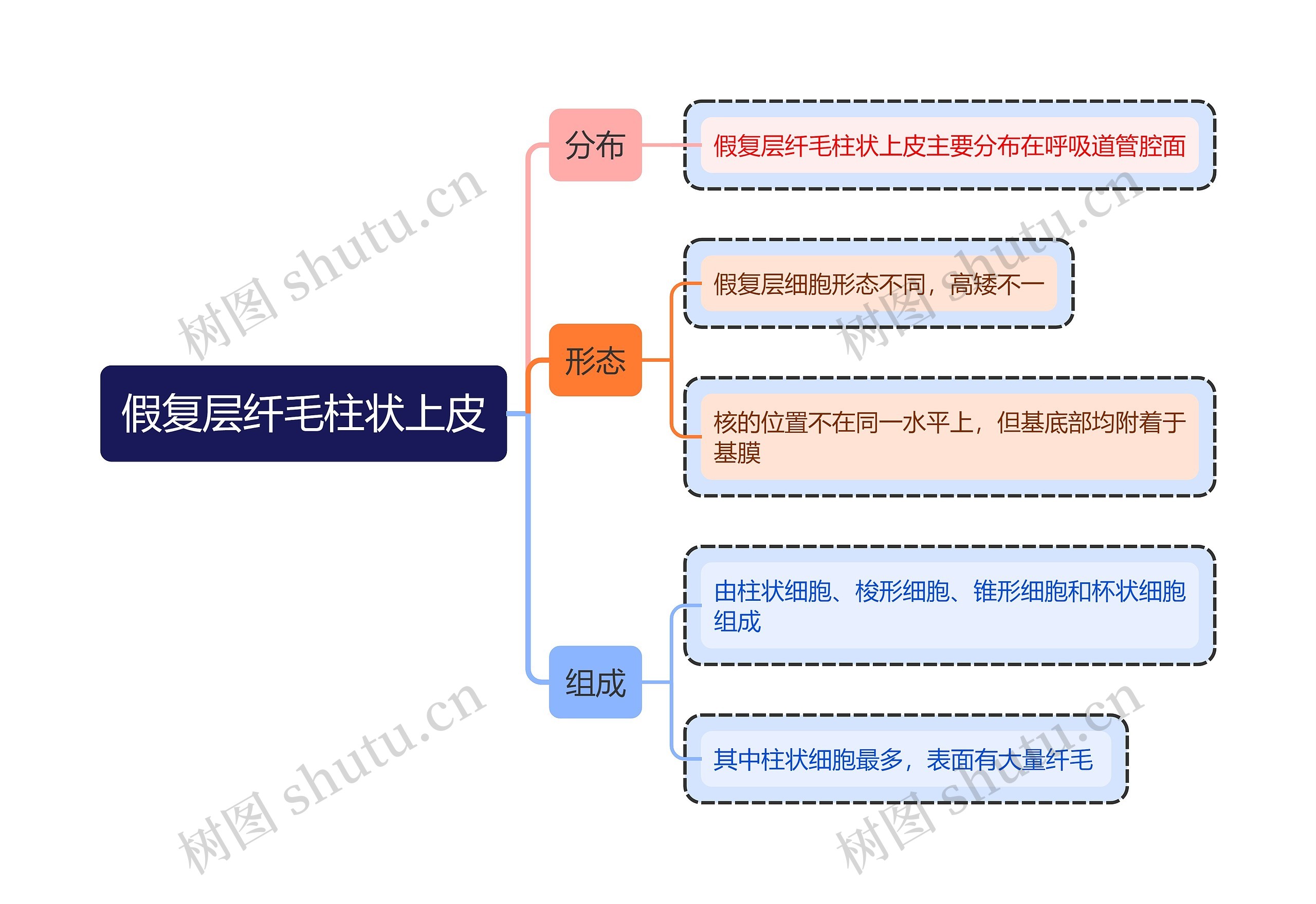 医学知识假复层纤毛柱状上皮思维导图