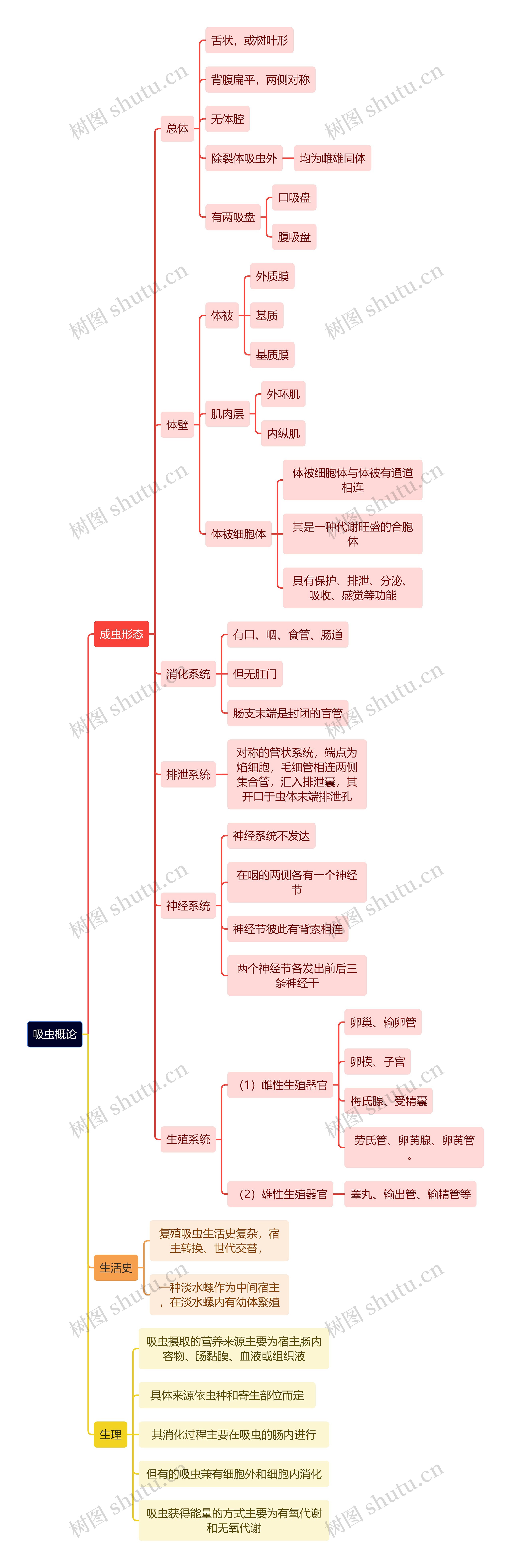 医学知识吸虫概论思维导图