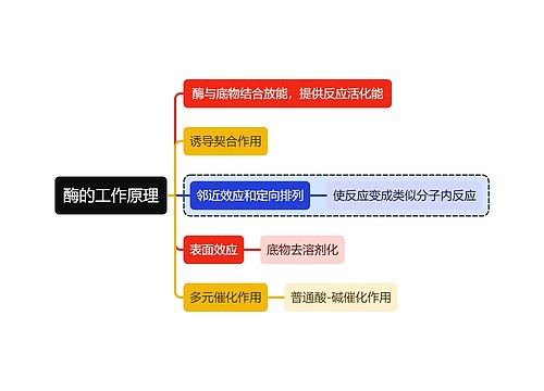 医学知识酶的工作原理思维导图