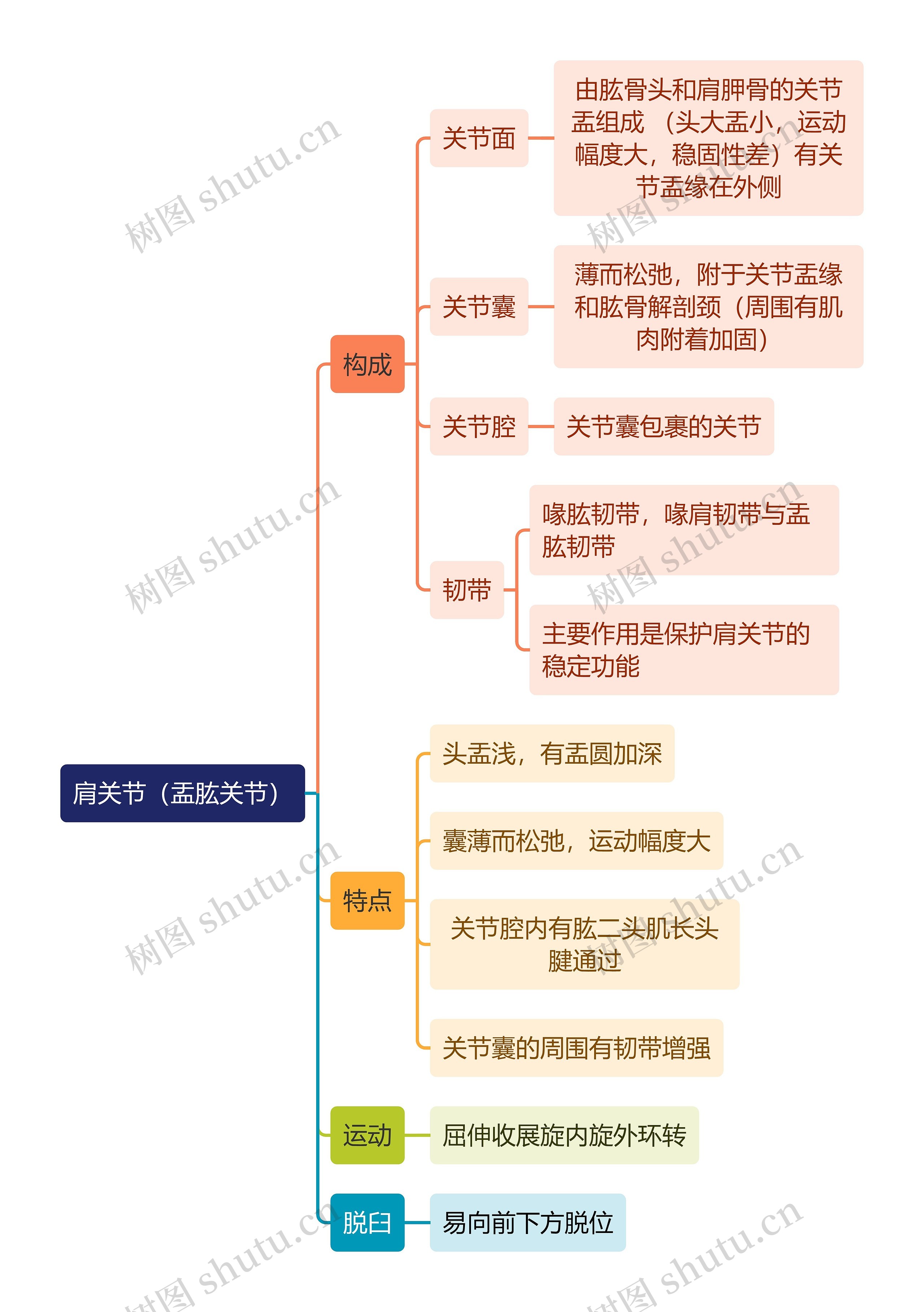 解剖学知识肩关节（盂肱关节）思维导图