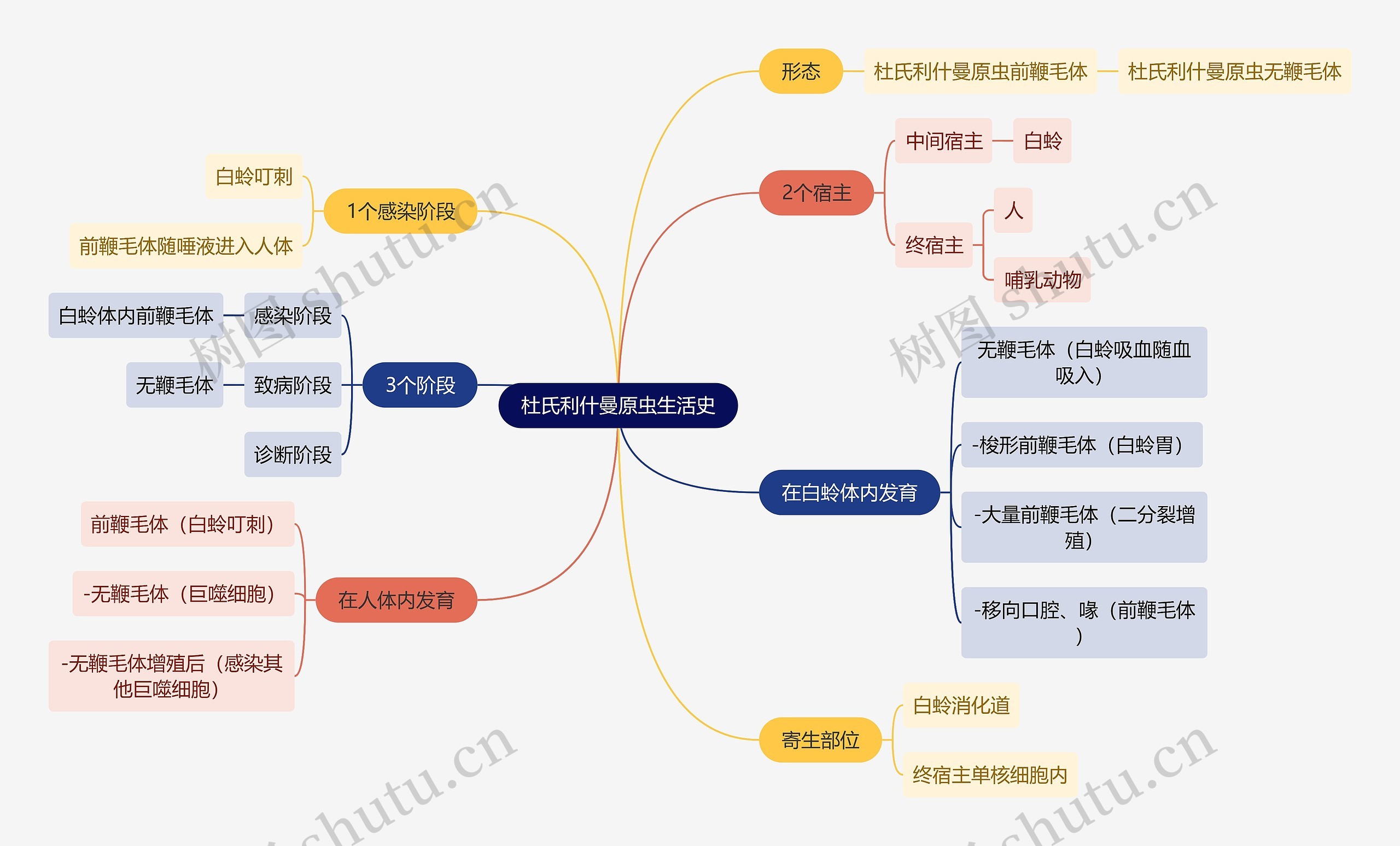 医学知识杜氏利什曼原虫生活史思维导图