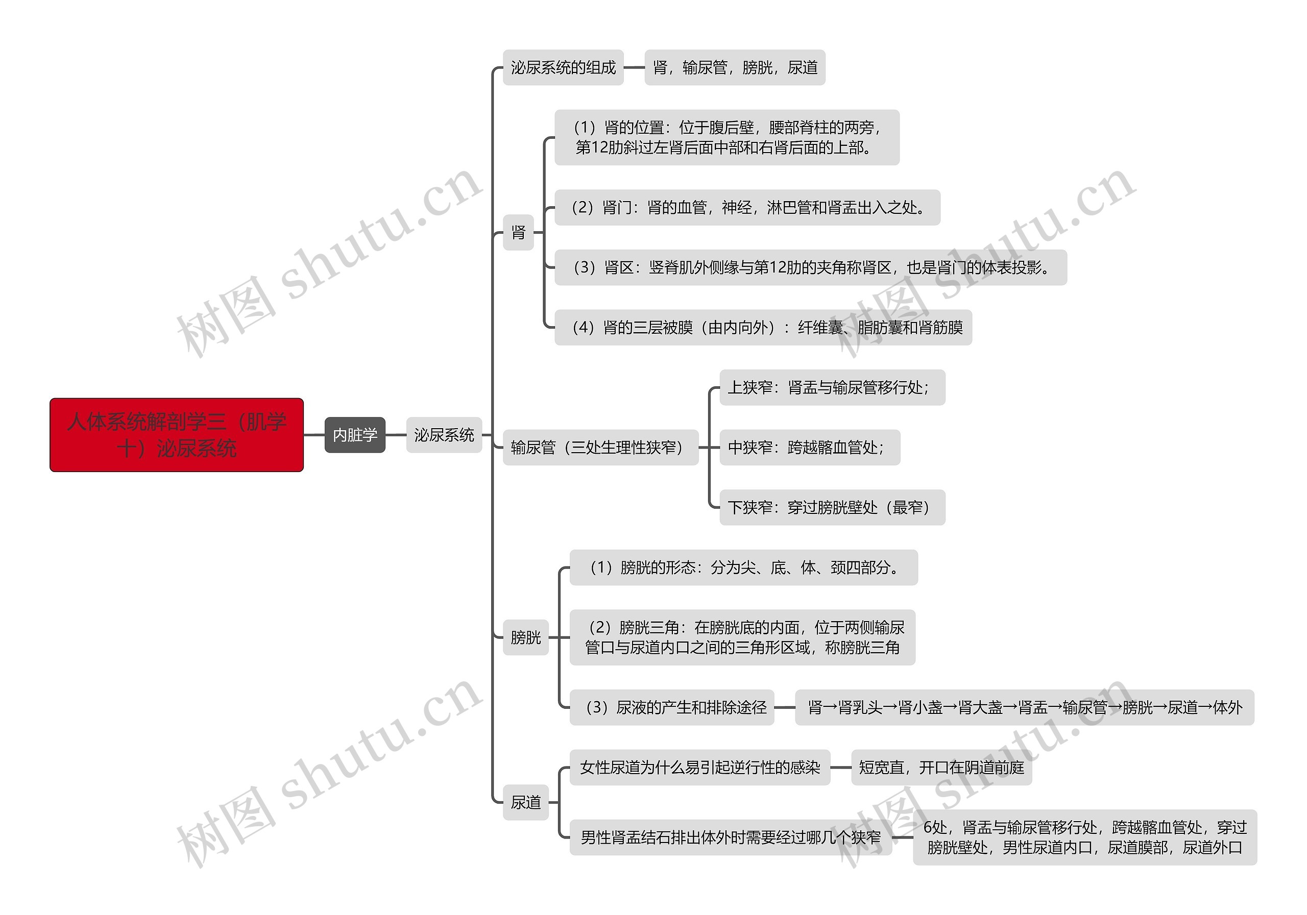 《人体系统解剖学三（肌学十）泌尿系统》思维导图