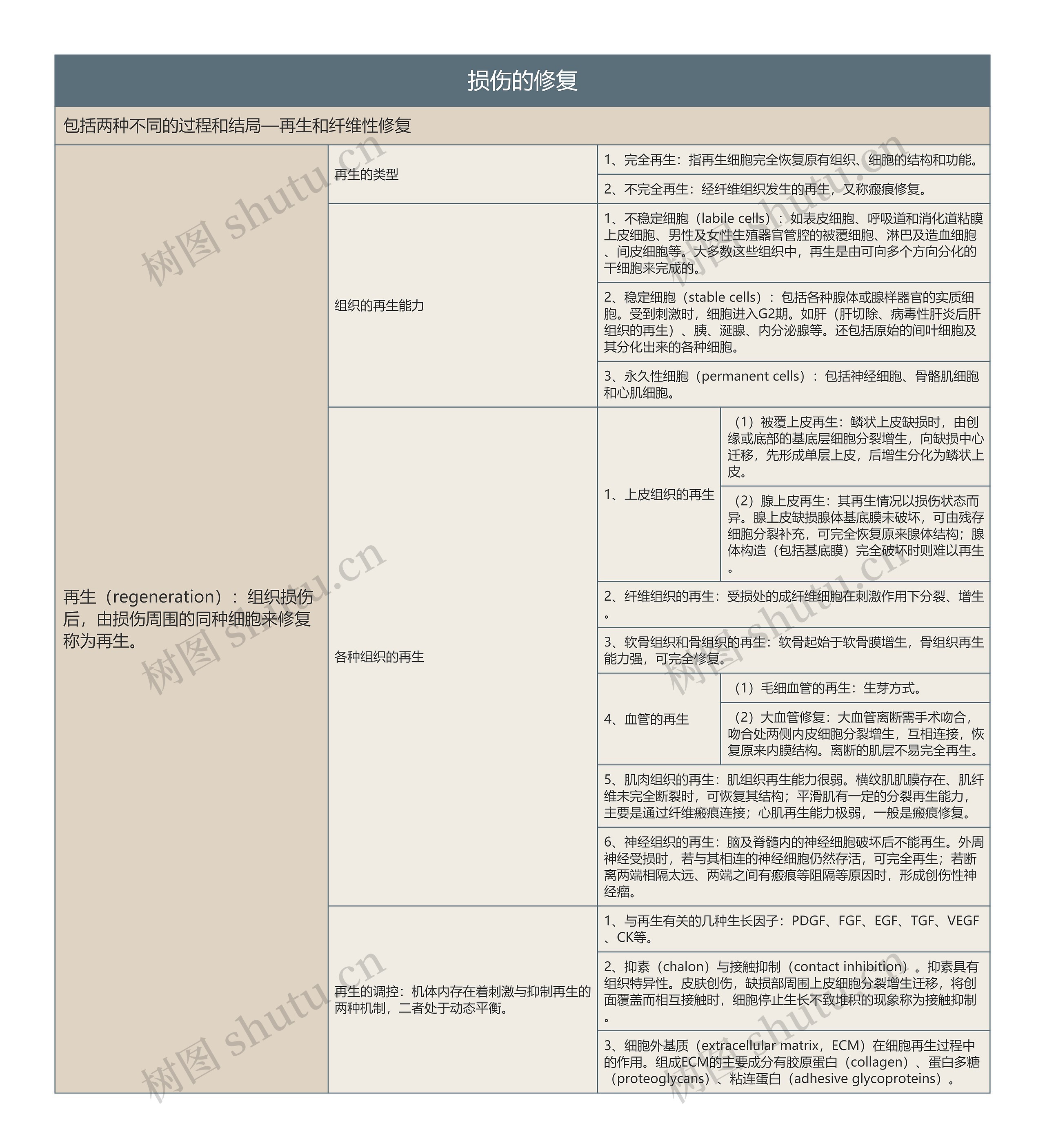 损伤的修复的思维导图