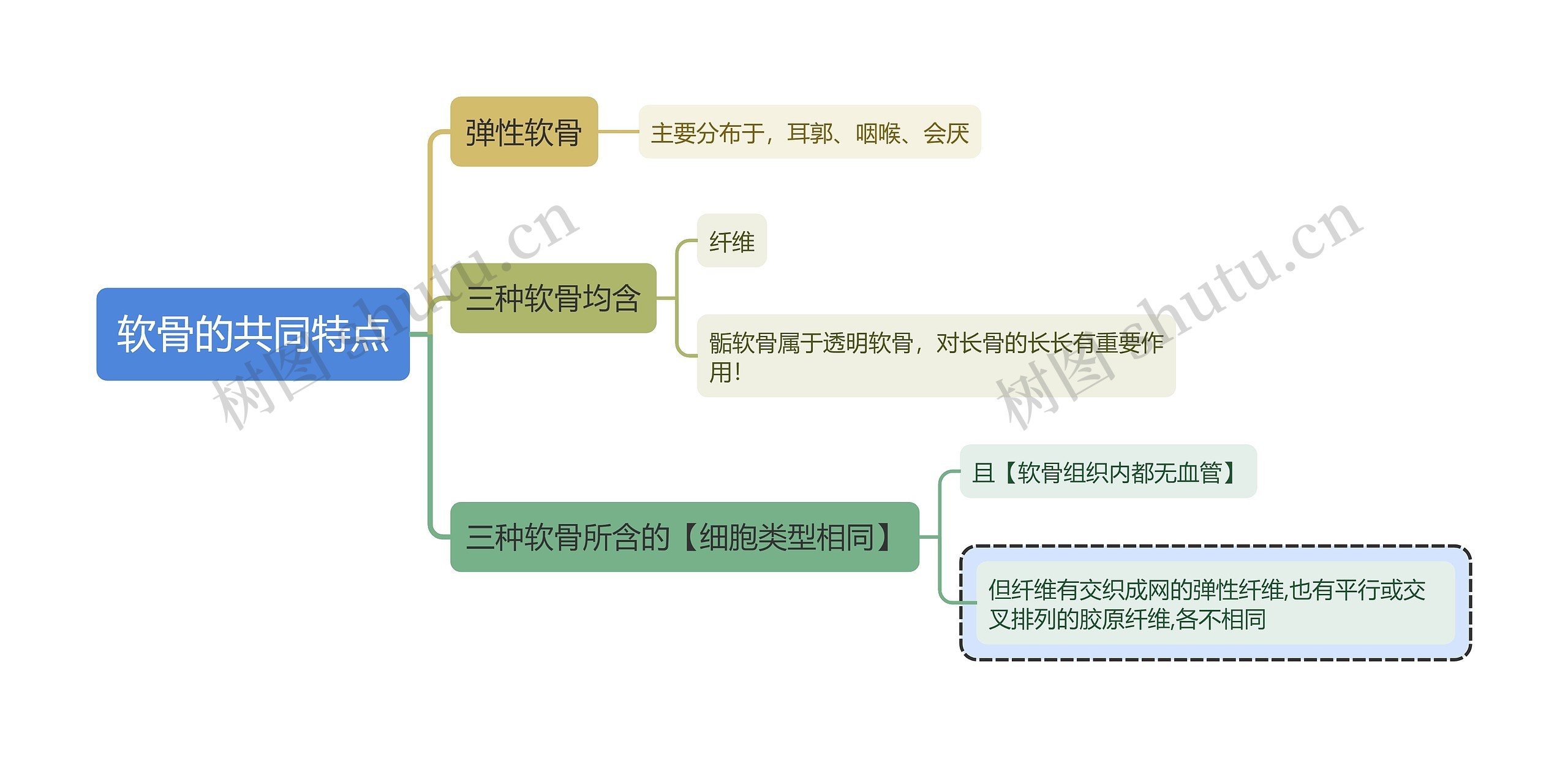 医学知识软骨的共同特点思维导图