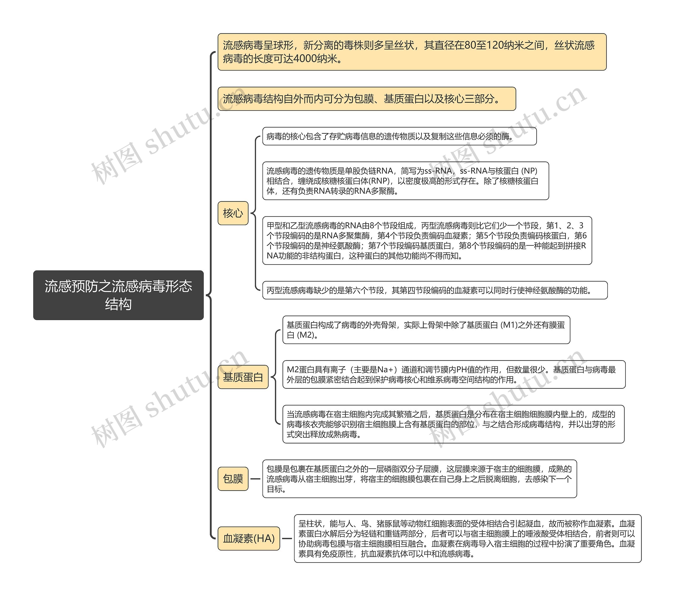 流感预防之流感病毒形态结构