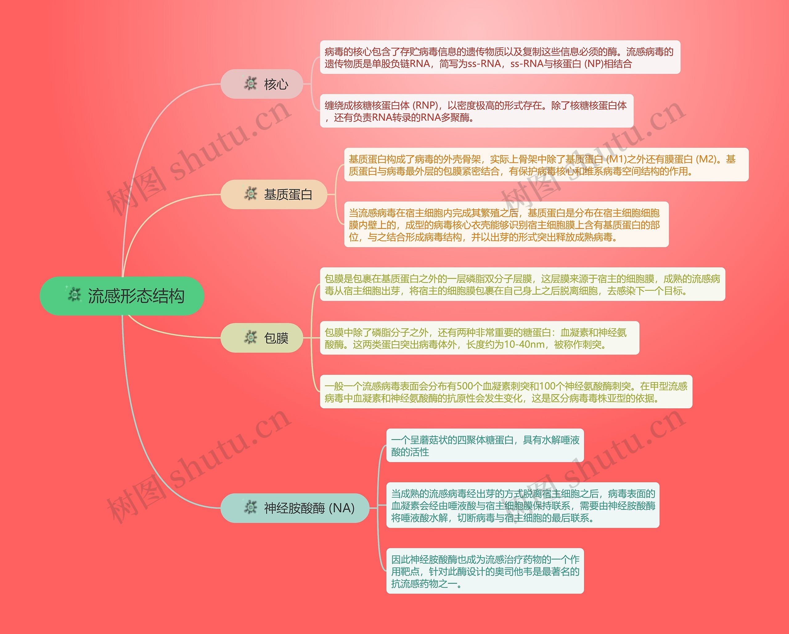 流感形态结构的思维导图