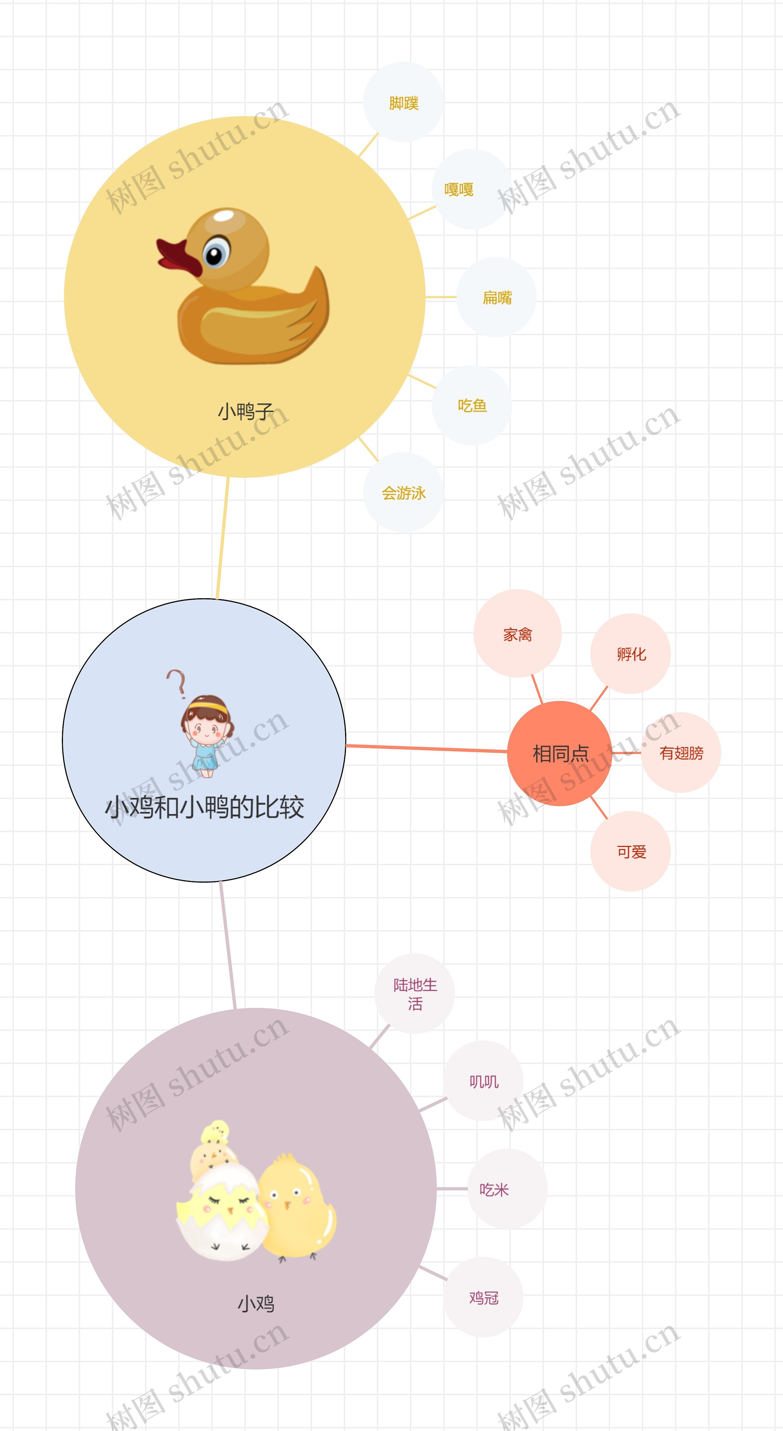 亲子互动教育-小鸡和小鸭的比较-气泡图思维导图