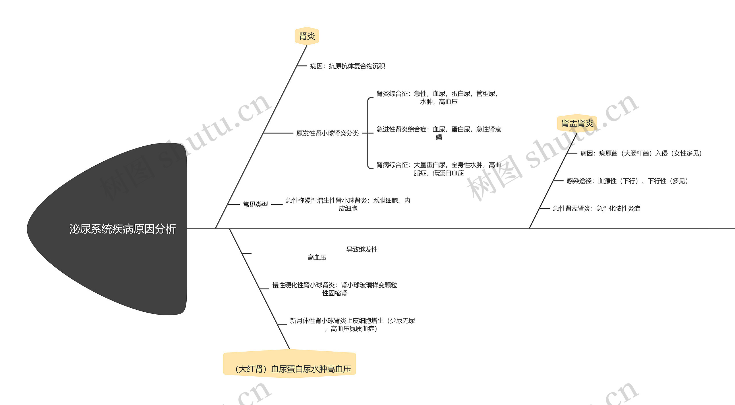 泌尿系统疾病原因分析思维导图