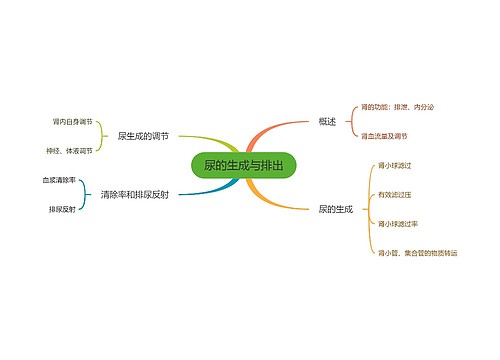 尿的生成与排出