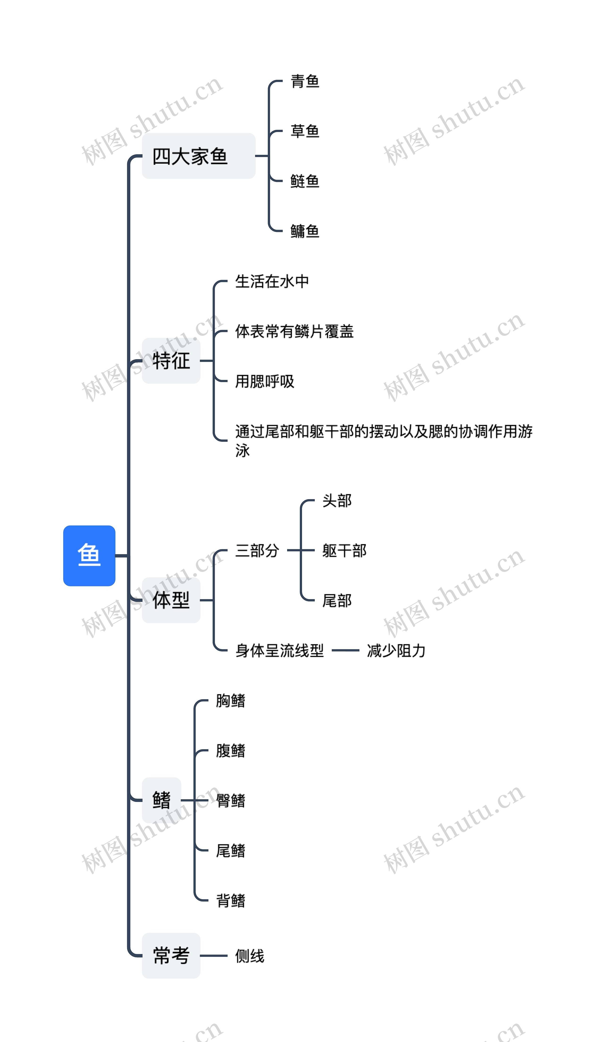 鱼思维导图