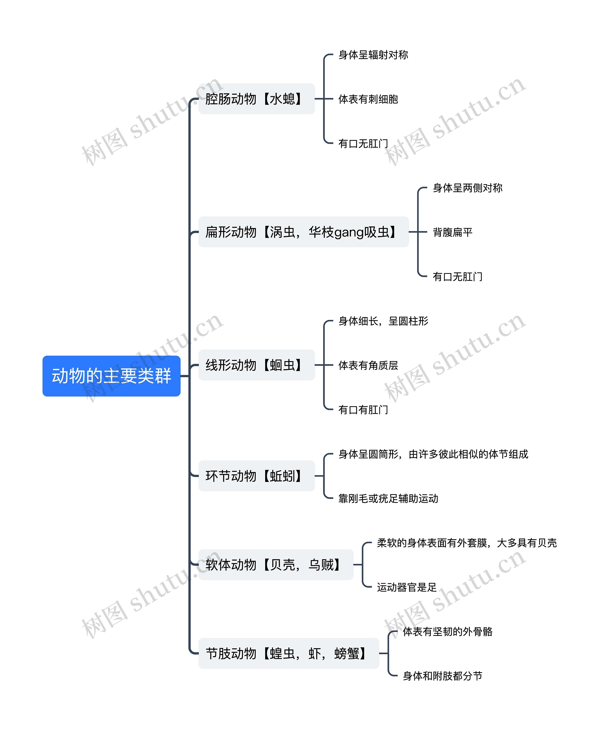 动物的主要类群﻿思维导图