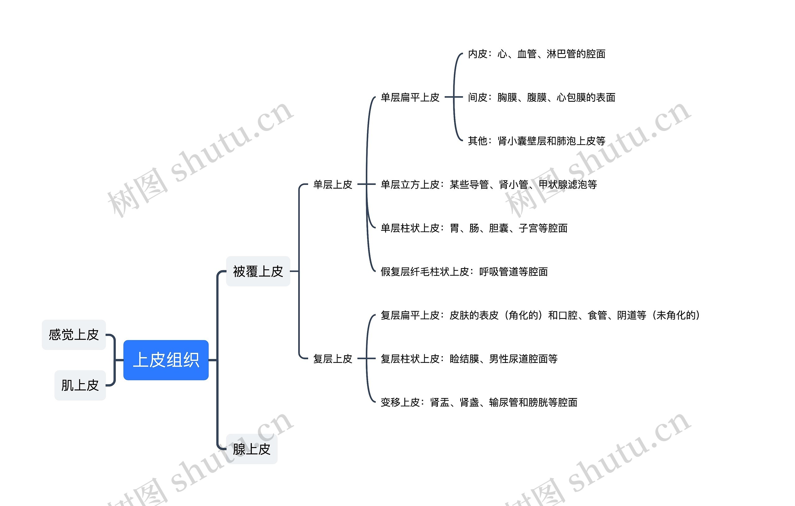 上皮组织