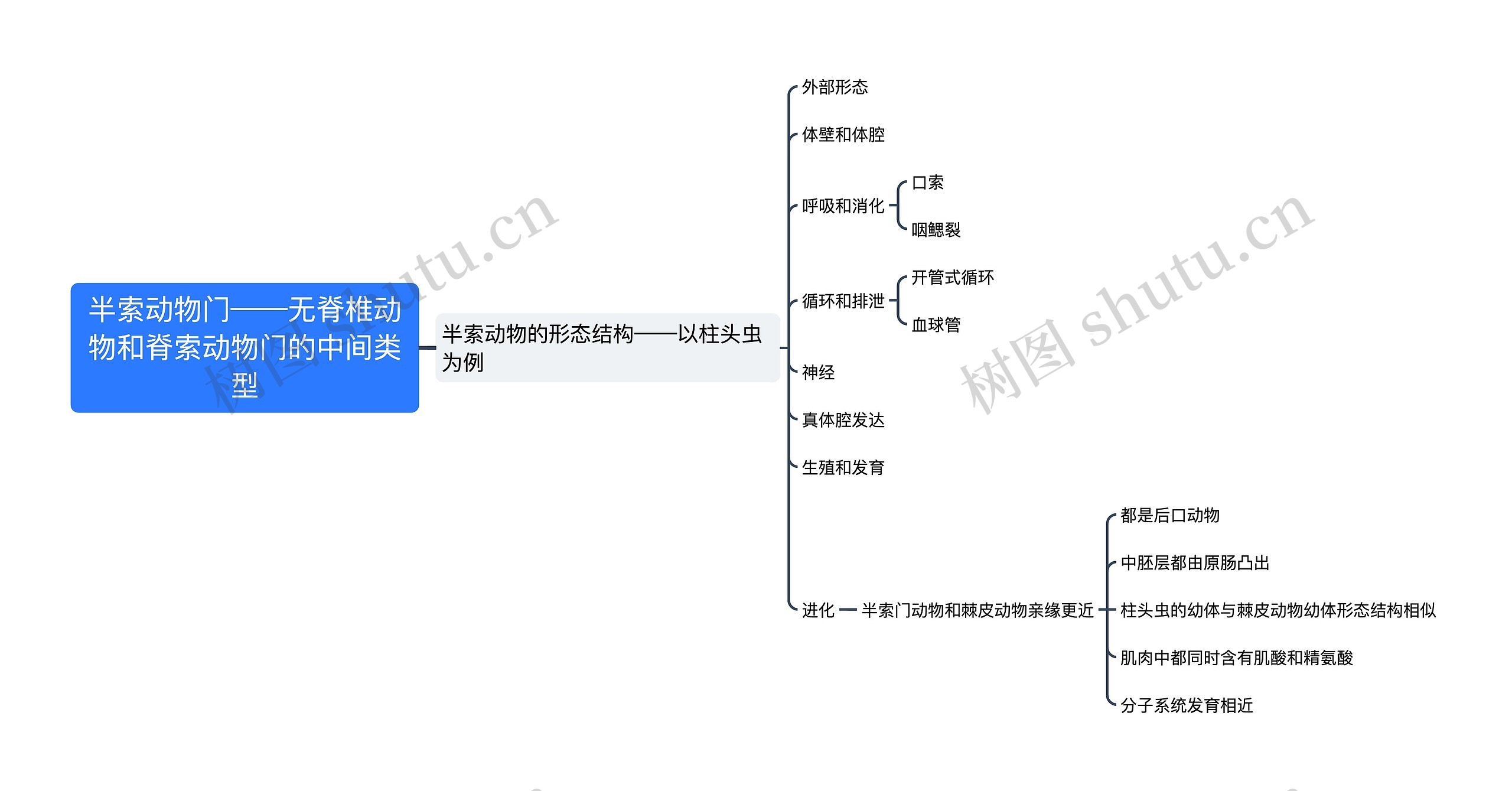 半索动物门——无脊椎动物和脊索动物门的中间类型思维导图