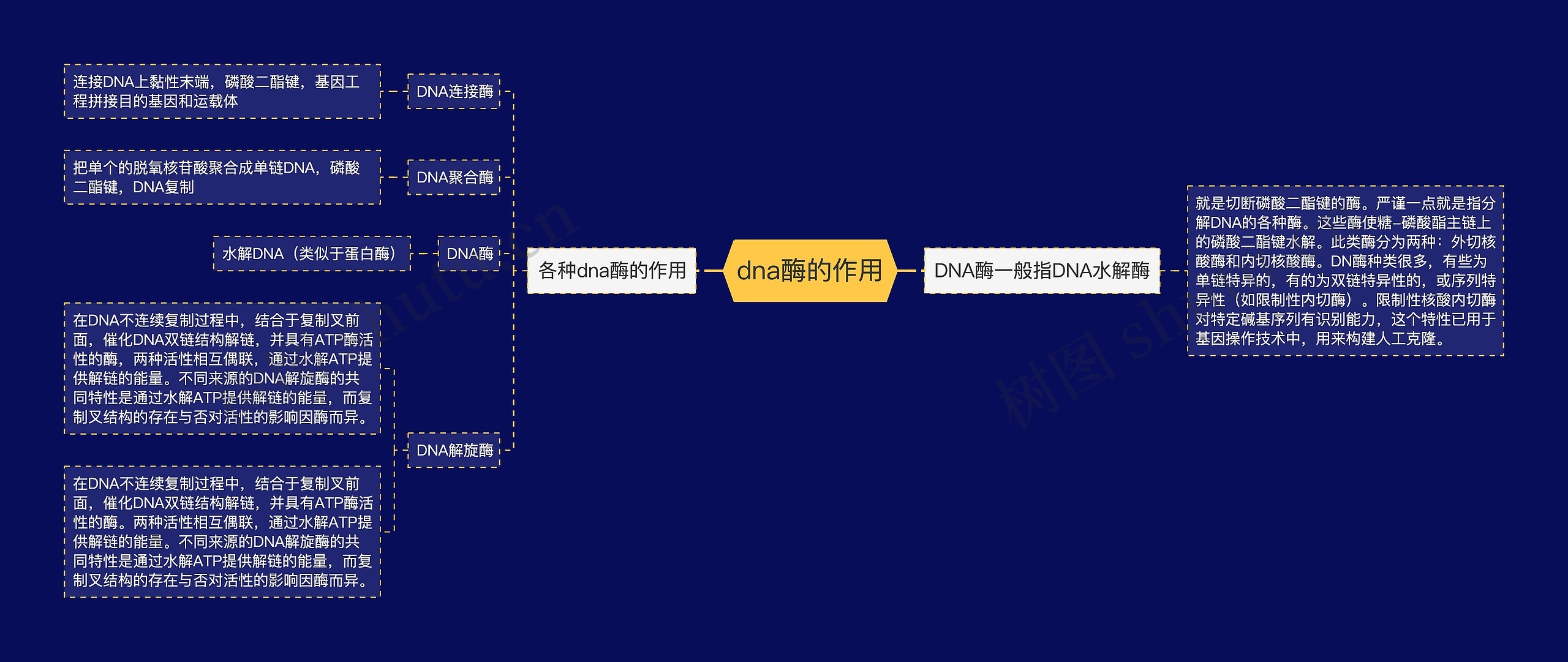 dna酶的作用思维导图