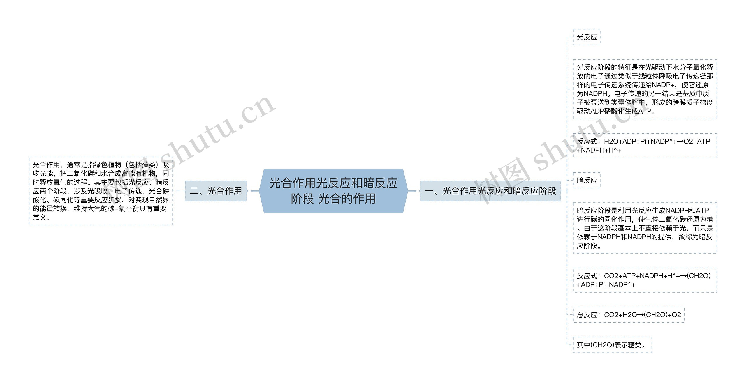 光合作用光反应和暗反应阶段 光合的作用