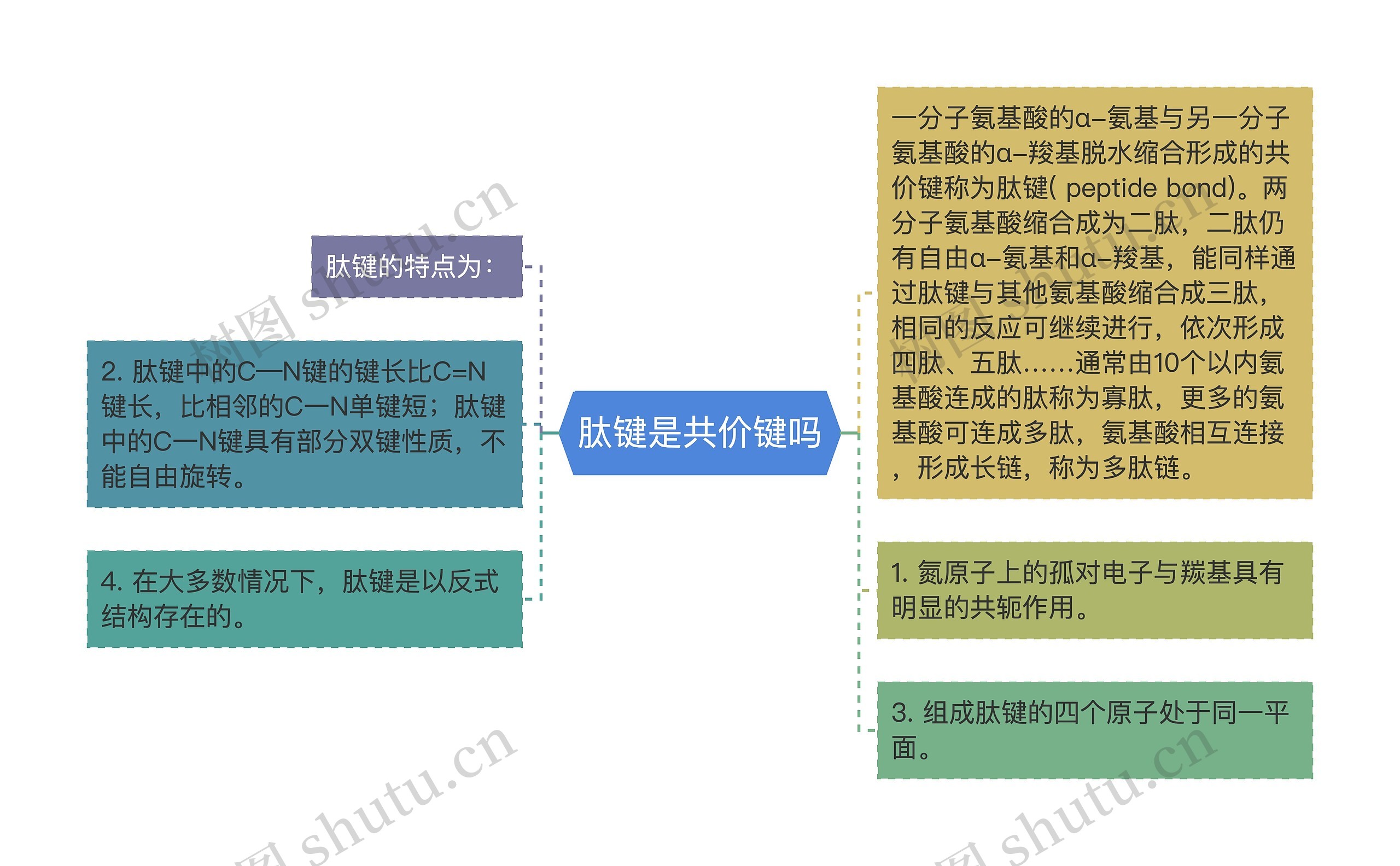 肽键是共价键吗思维导图